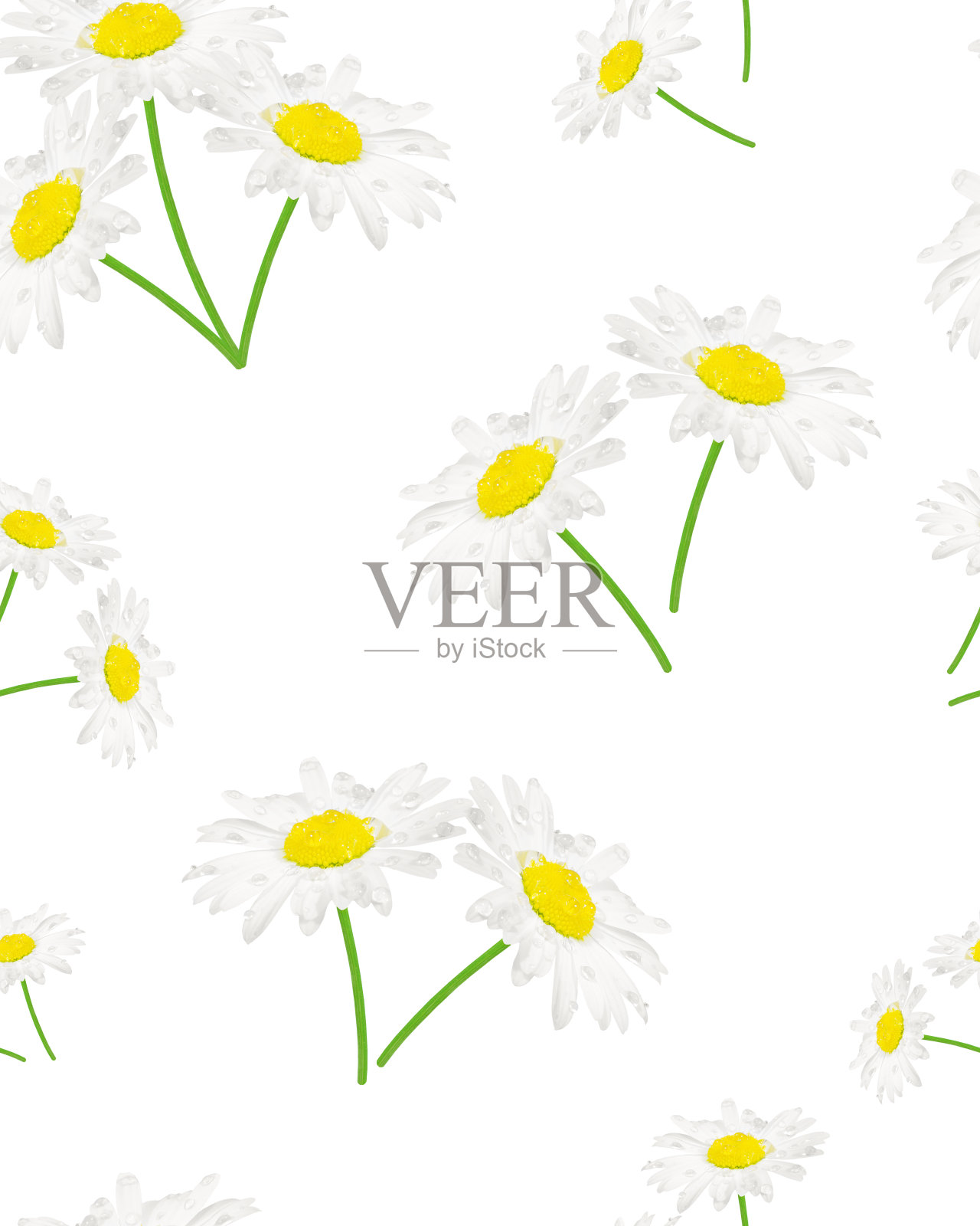 无缝的雏菊图案和白色背景照片摄影图片