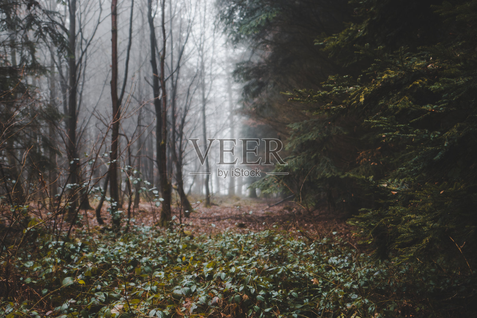 雾中的森林照片摄影图片