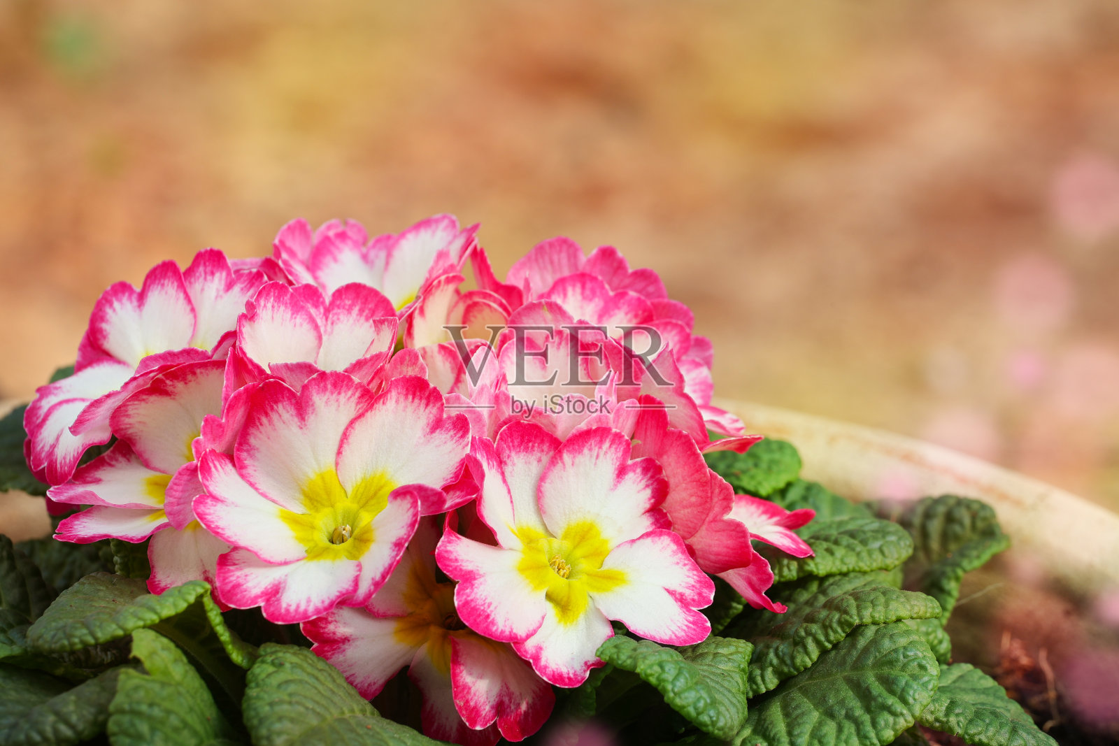 晨曦中的欧洲报春花照片摄影图片