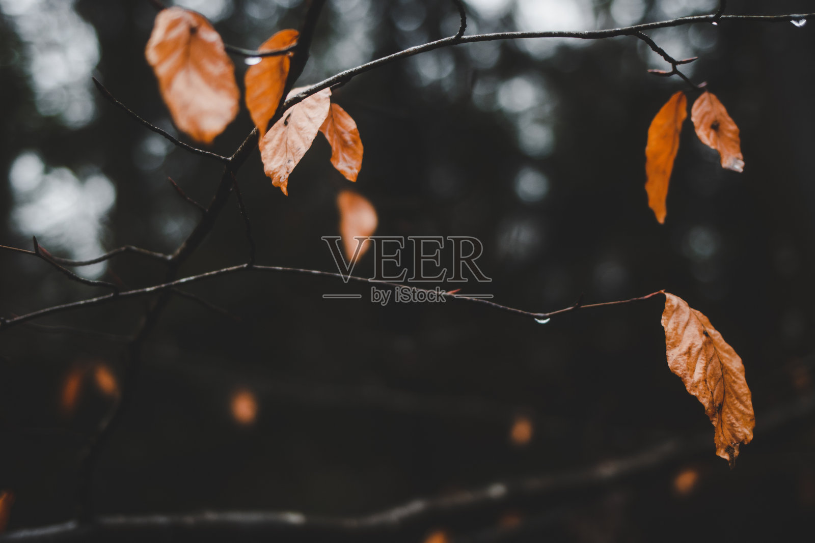 老橡树的叶子照片摄影图片