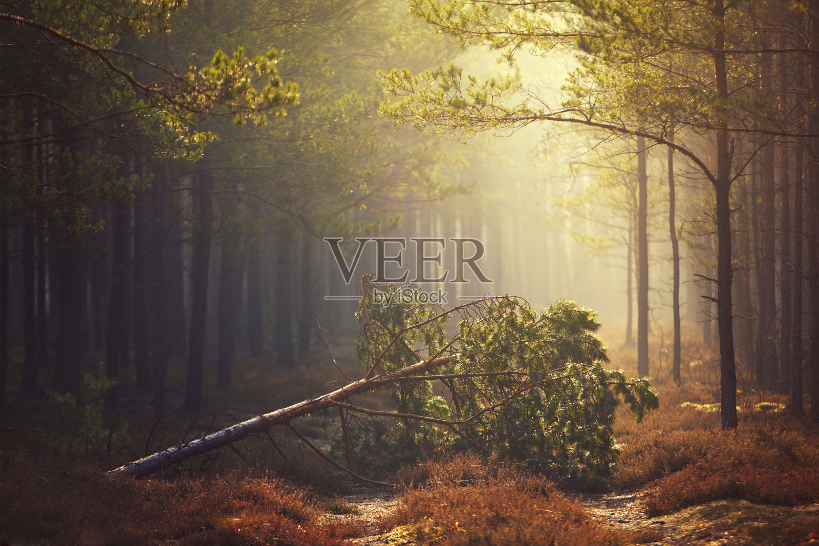 美丽的秋天，在秋天，森林里有雾照片摄影图片