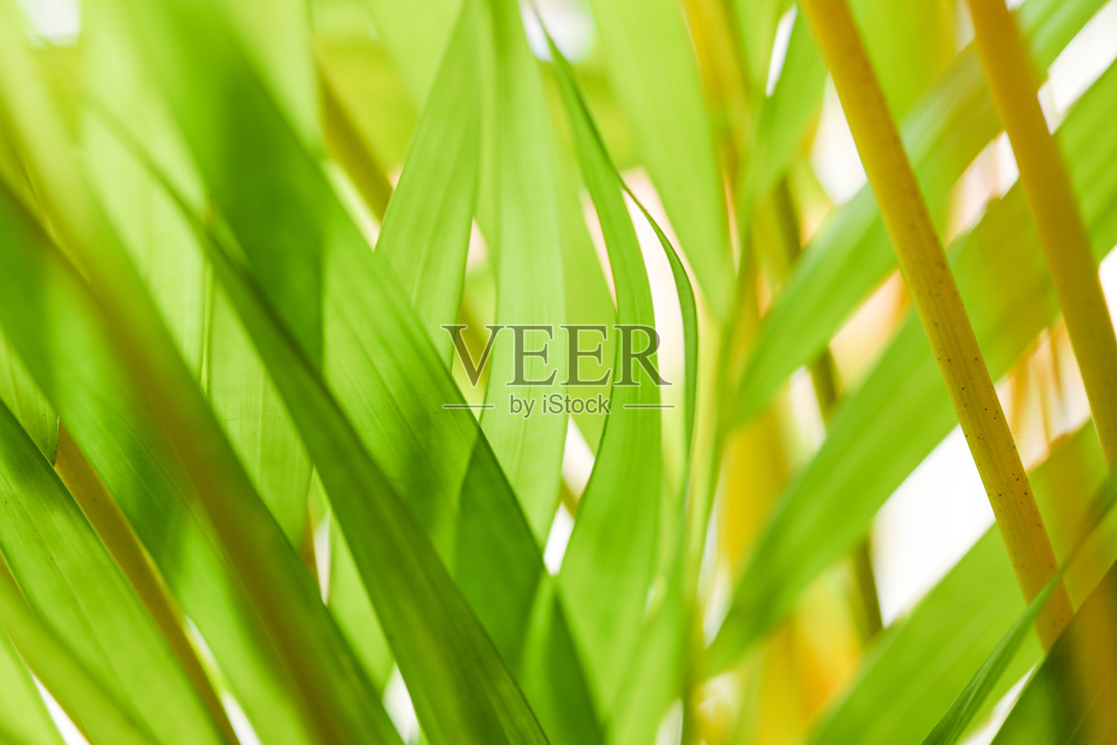 热带树叶背景的自然视图照片摄影图片