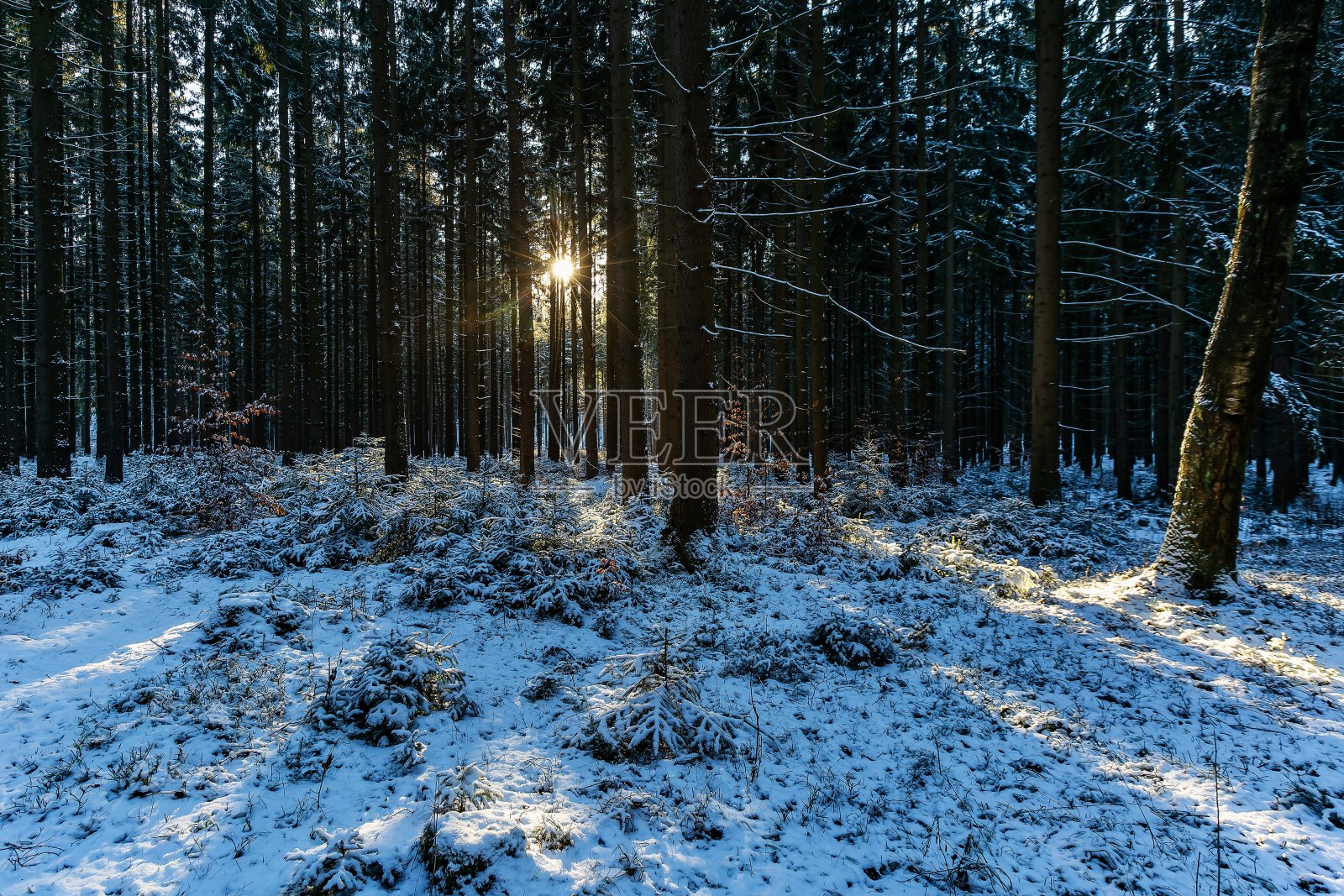 冬季森林景观照片摄影图片