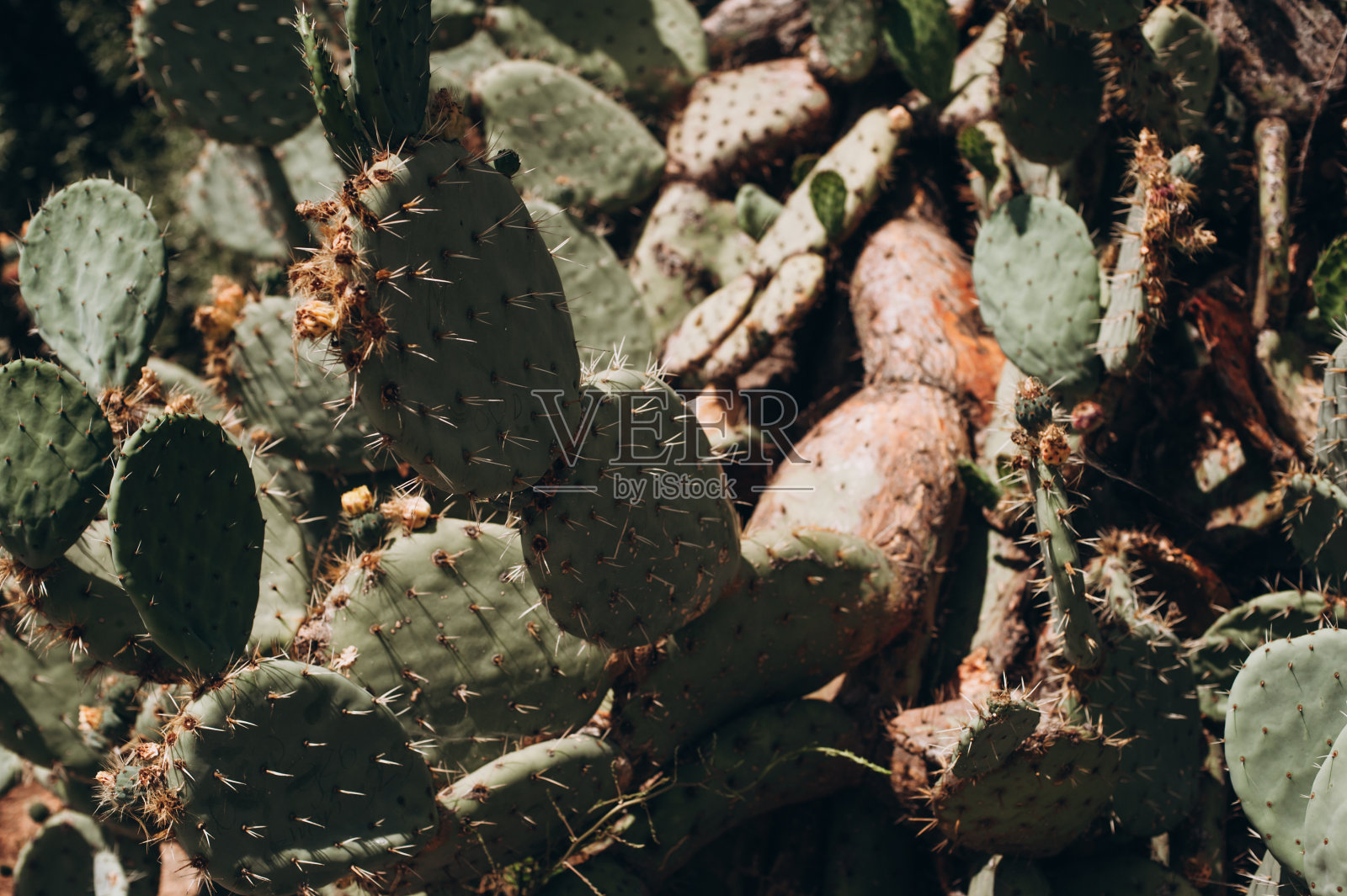 仙人掌纹理背景。沙漠中的仙人掌。照片摄影图片