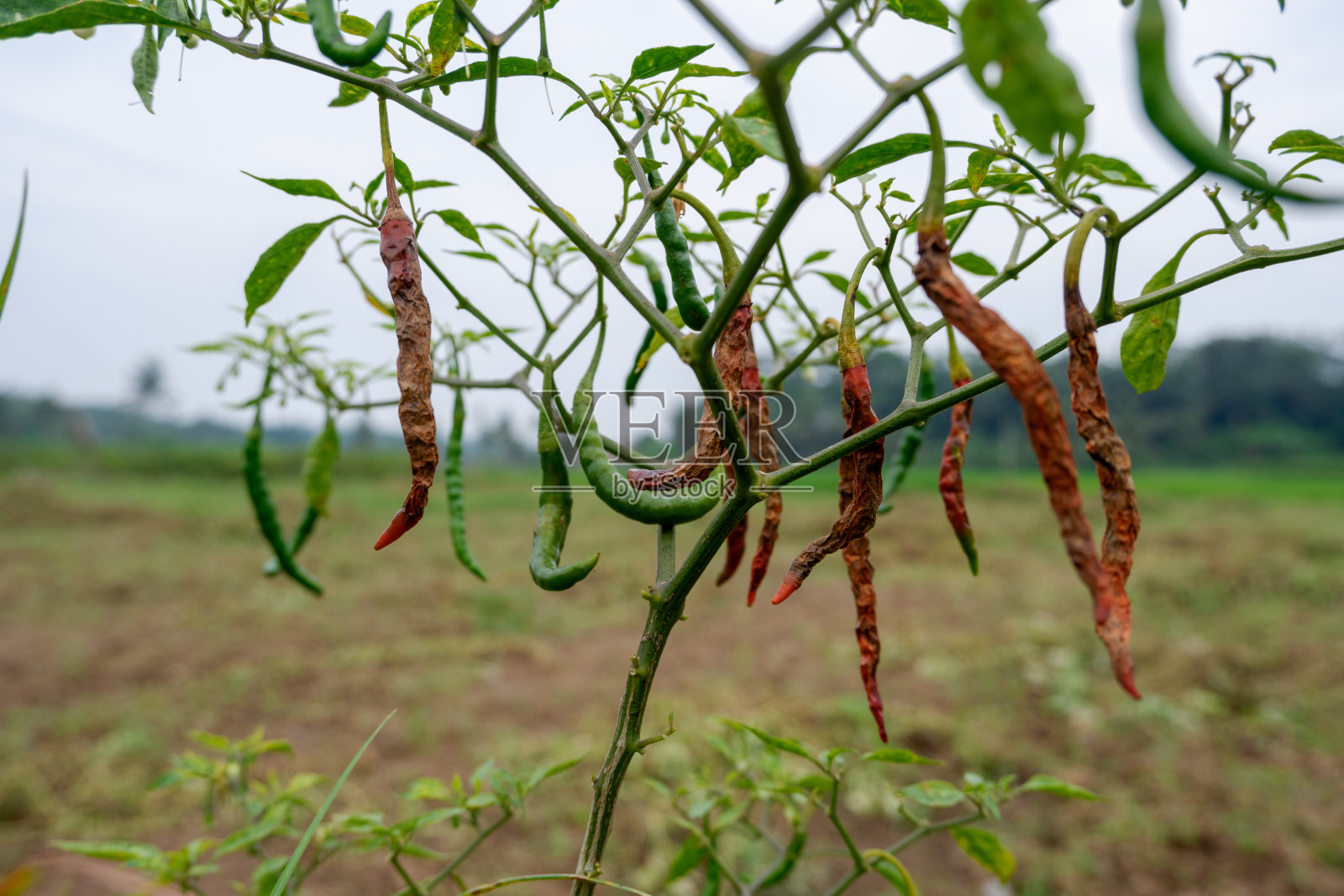 在印度尼西亚的花园里，树上有腐烂的红辣椒果实照片摄影图片
