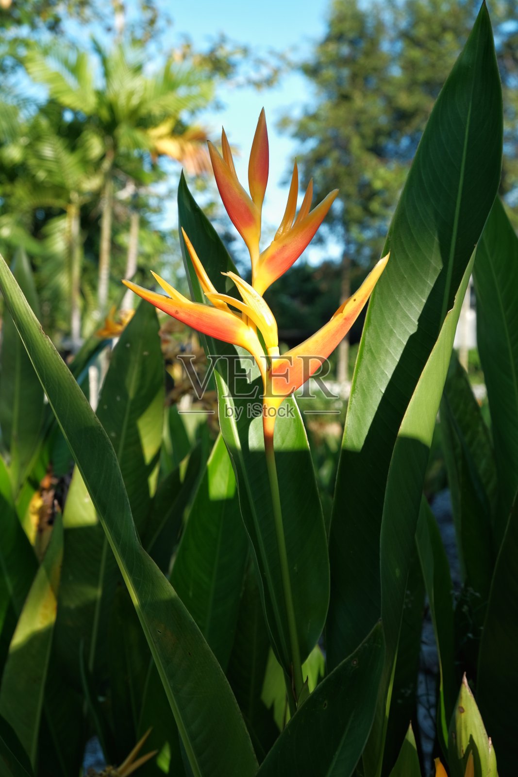 海里康属植物照片摄影图片