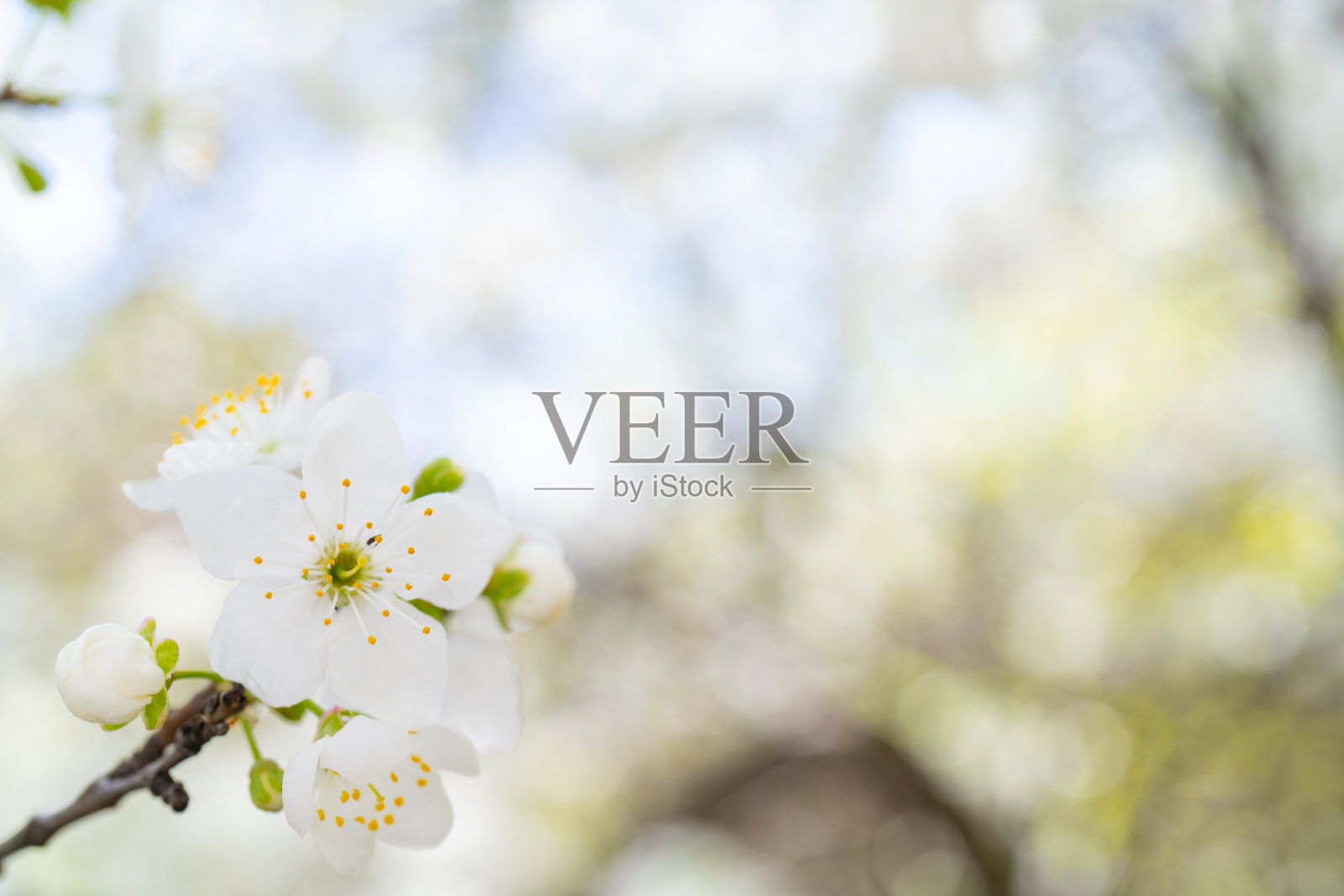 春天的樱花。照片摄影图片