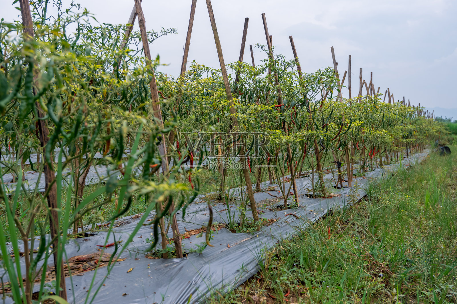 从花园里一排红辣椒树的侧视图照片摄影图片