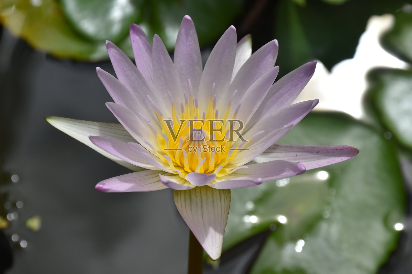 莲花照片摄影图片