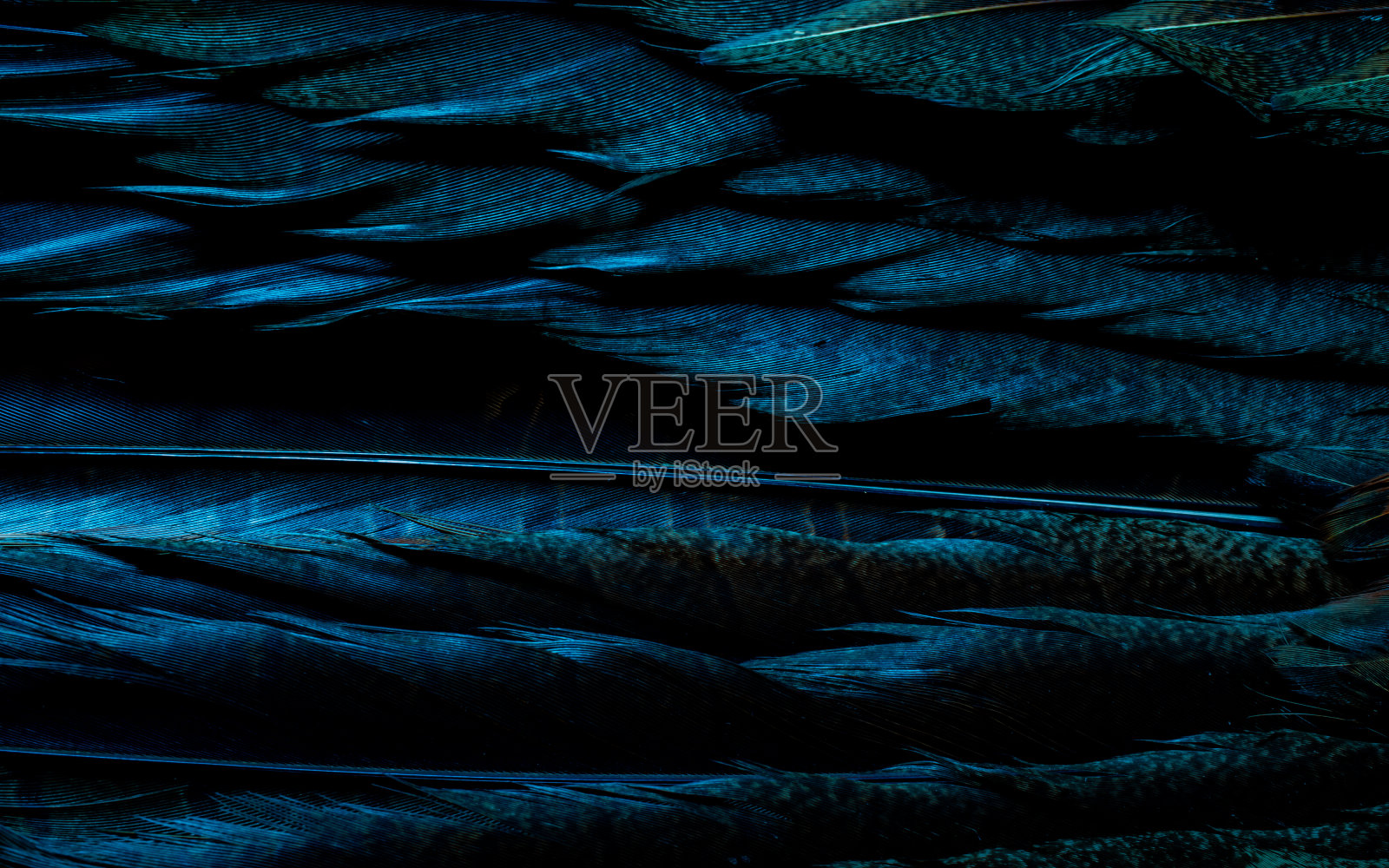 背景与鸟basant羽毛照片摄影图片