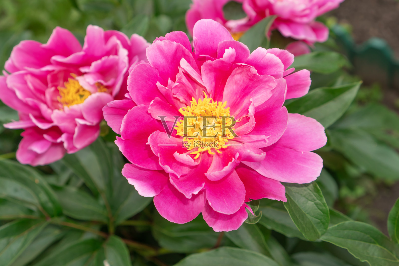 美丽的盛开的牡丹花粉红色生长在花园里。照片摄影图片