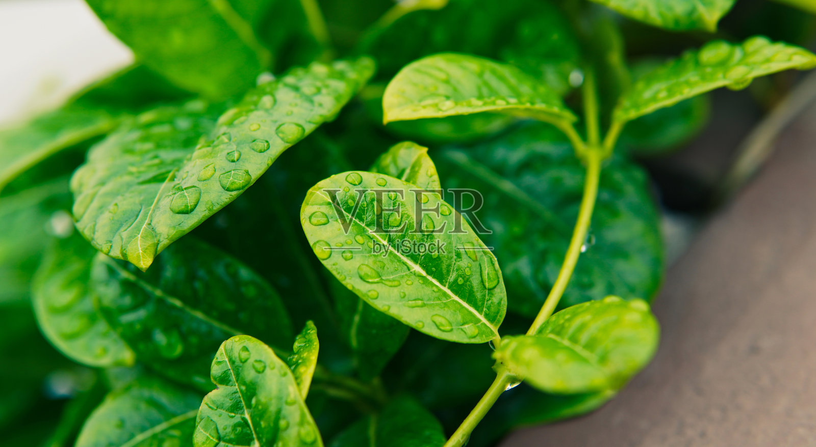 绿叶子，雨水为背景照片摄影图片