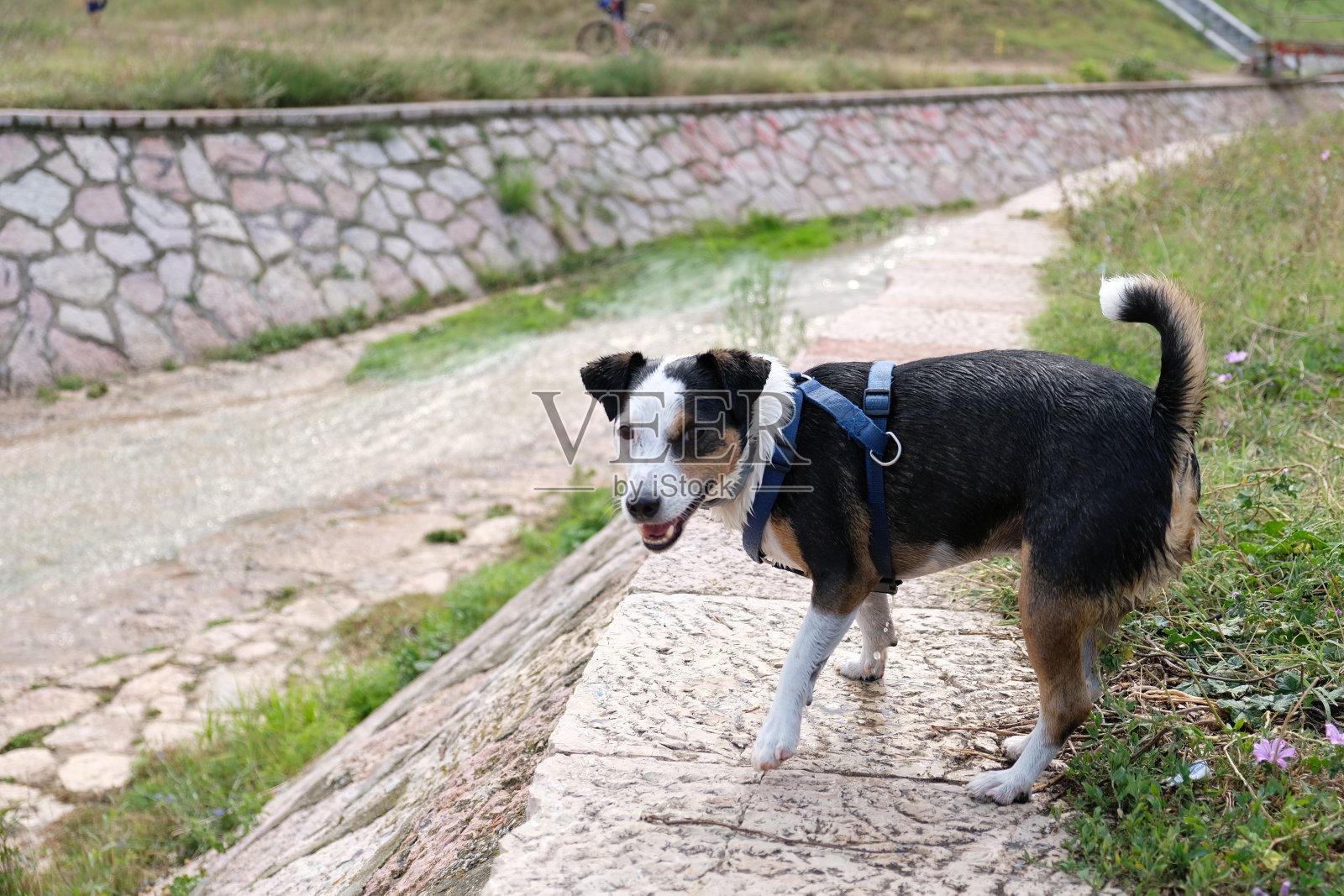 杰克罗素梗在河边照片摄影图片