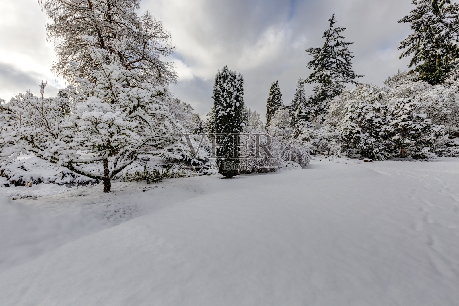 不列颠哥伦比亚省温哥华伊丽莎白女王公园的雪树照片摄影图片