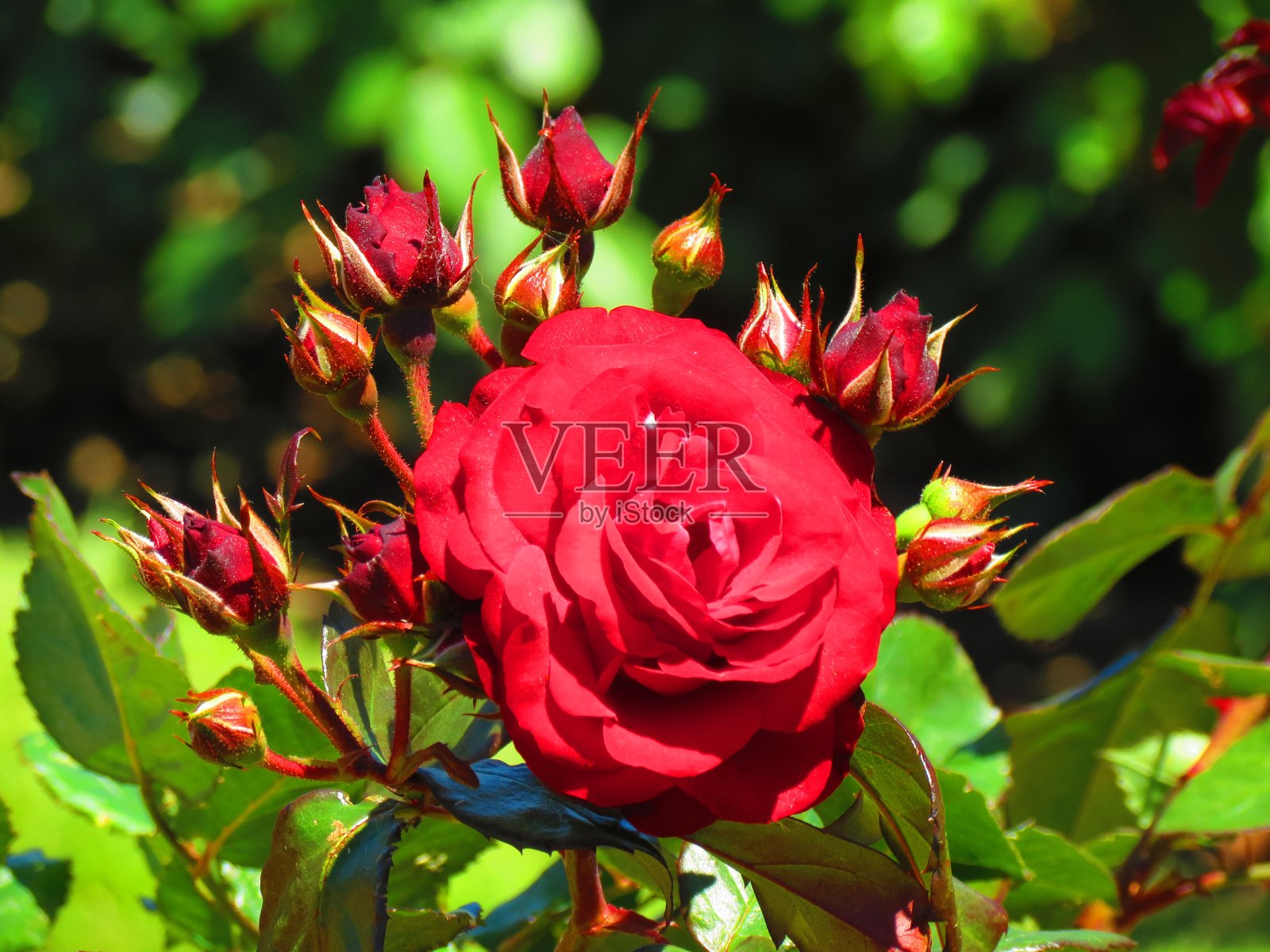 美丽的玫瑰花照片摄影图片