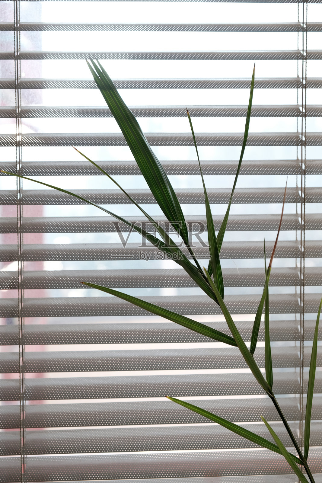 棕榈树的树枝靠窗照片摄影图片