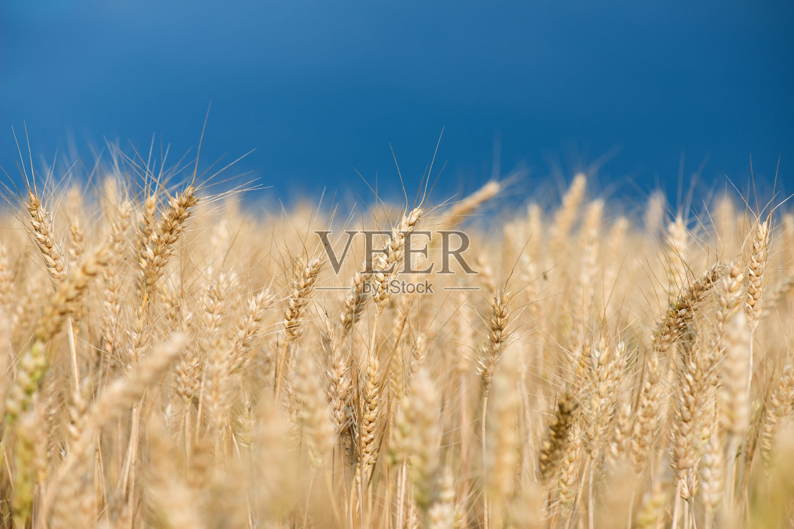 麦粒被用来做小麦面包、啤酒、威士忌、伏特加和动物饲料——选择性的重点照片摄影图片