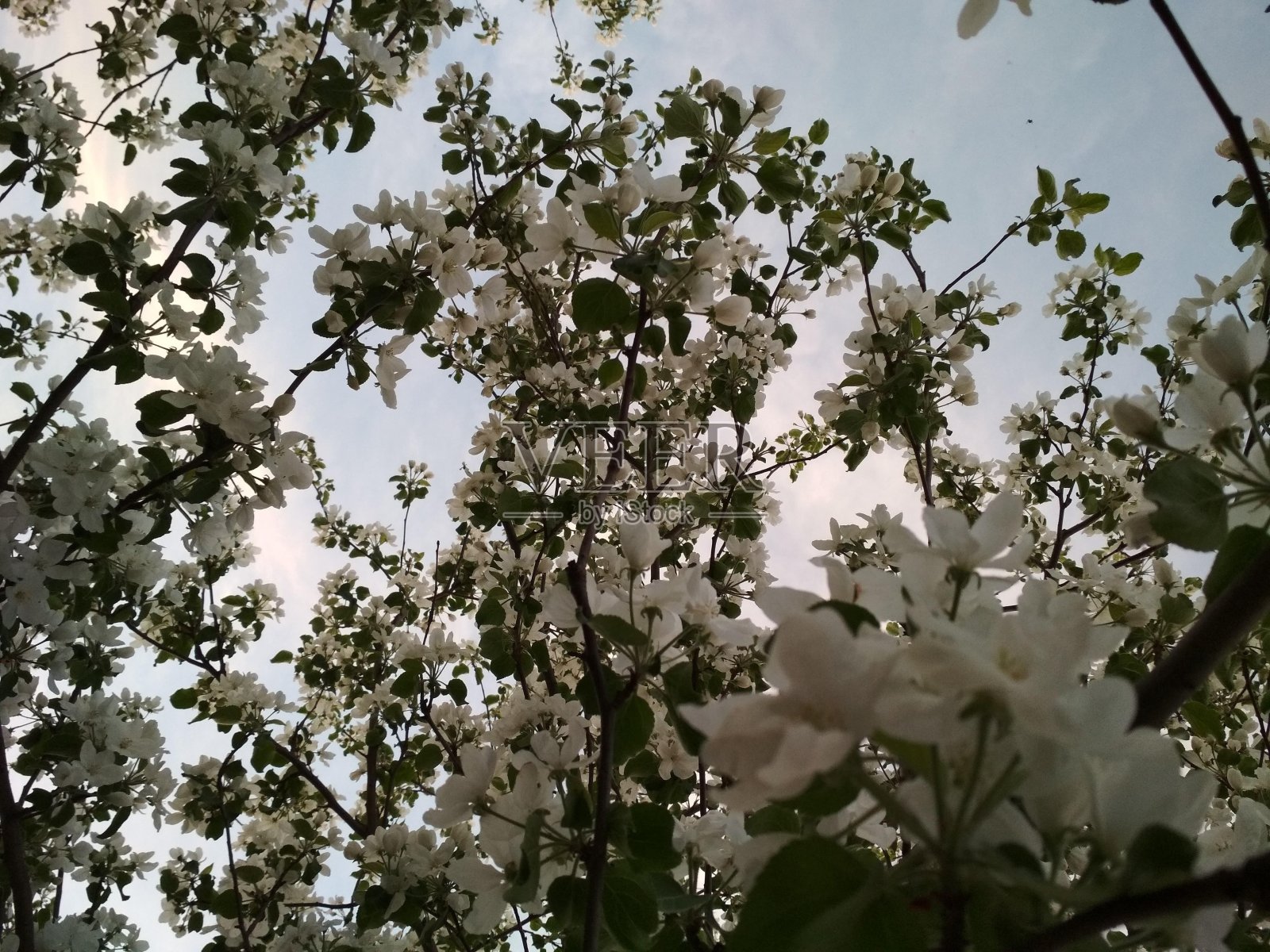 在傍晚天空的背景下，一棵开花的苹果树的树枝照片摄影图片