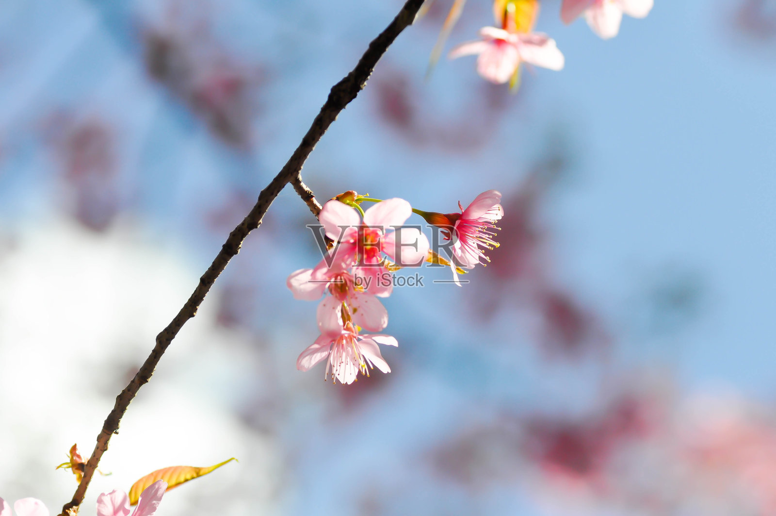 喜玛拉雅野生樱桃或樱桃树，樱花或粉红色的花照片摄影图片