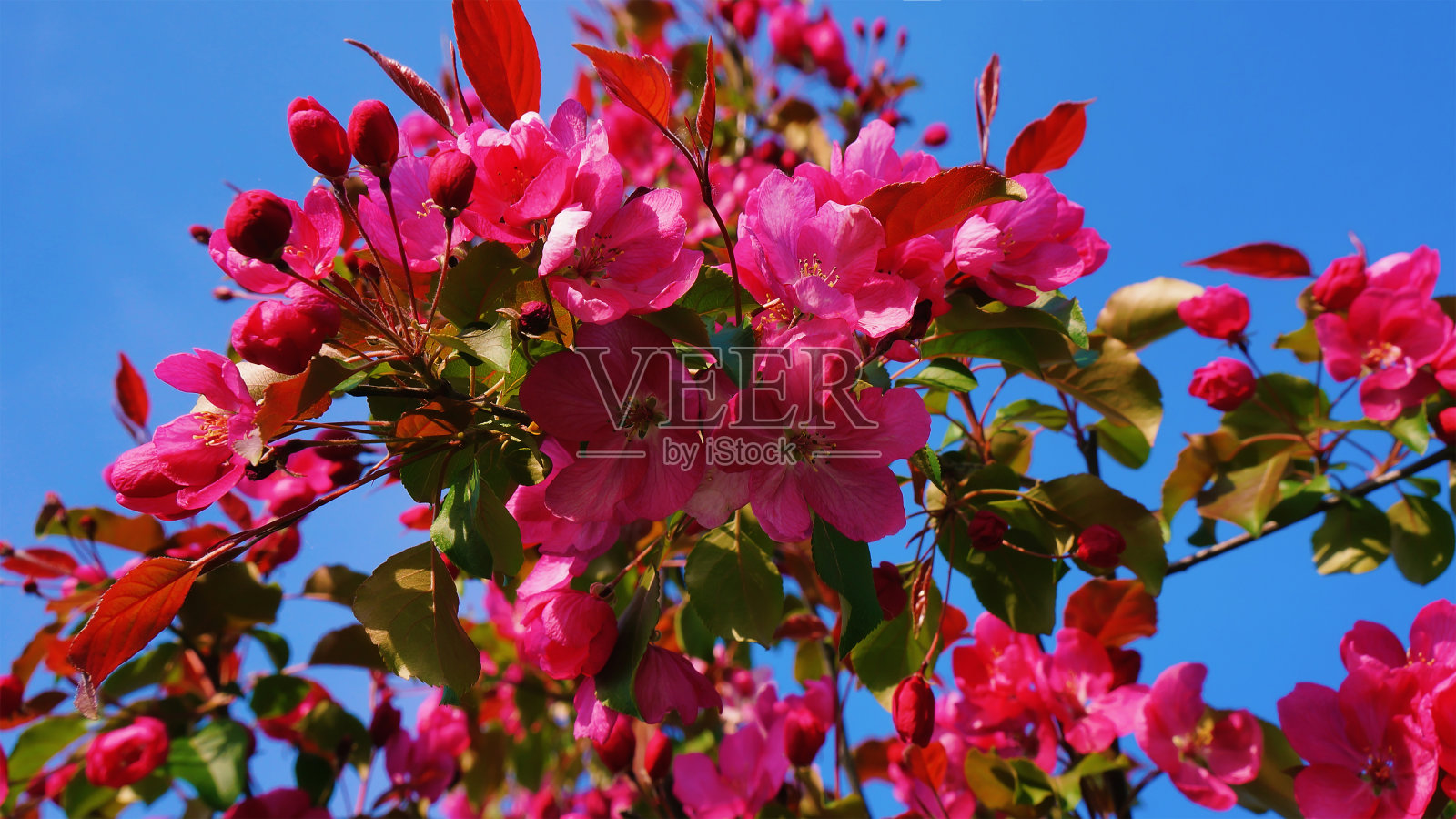 一棵开着红花的苹果树，映衬着蔚蓝无云的天空。春季植物背景。有选择性的重点。照片摄影图片