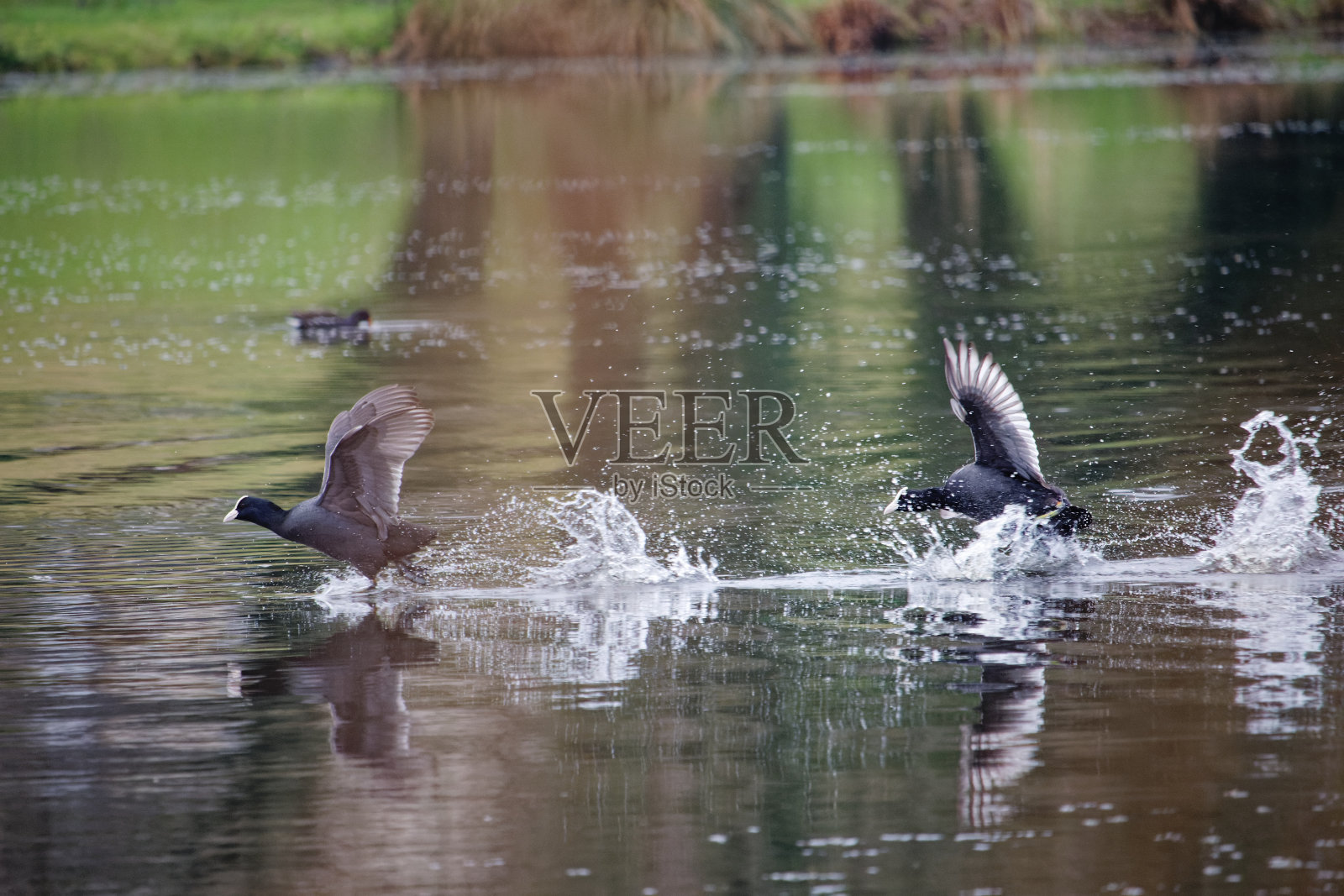 一种在布列塔尼的湖上飞走的鸭子照片摄影图片