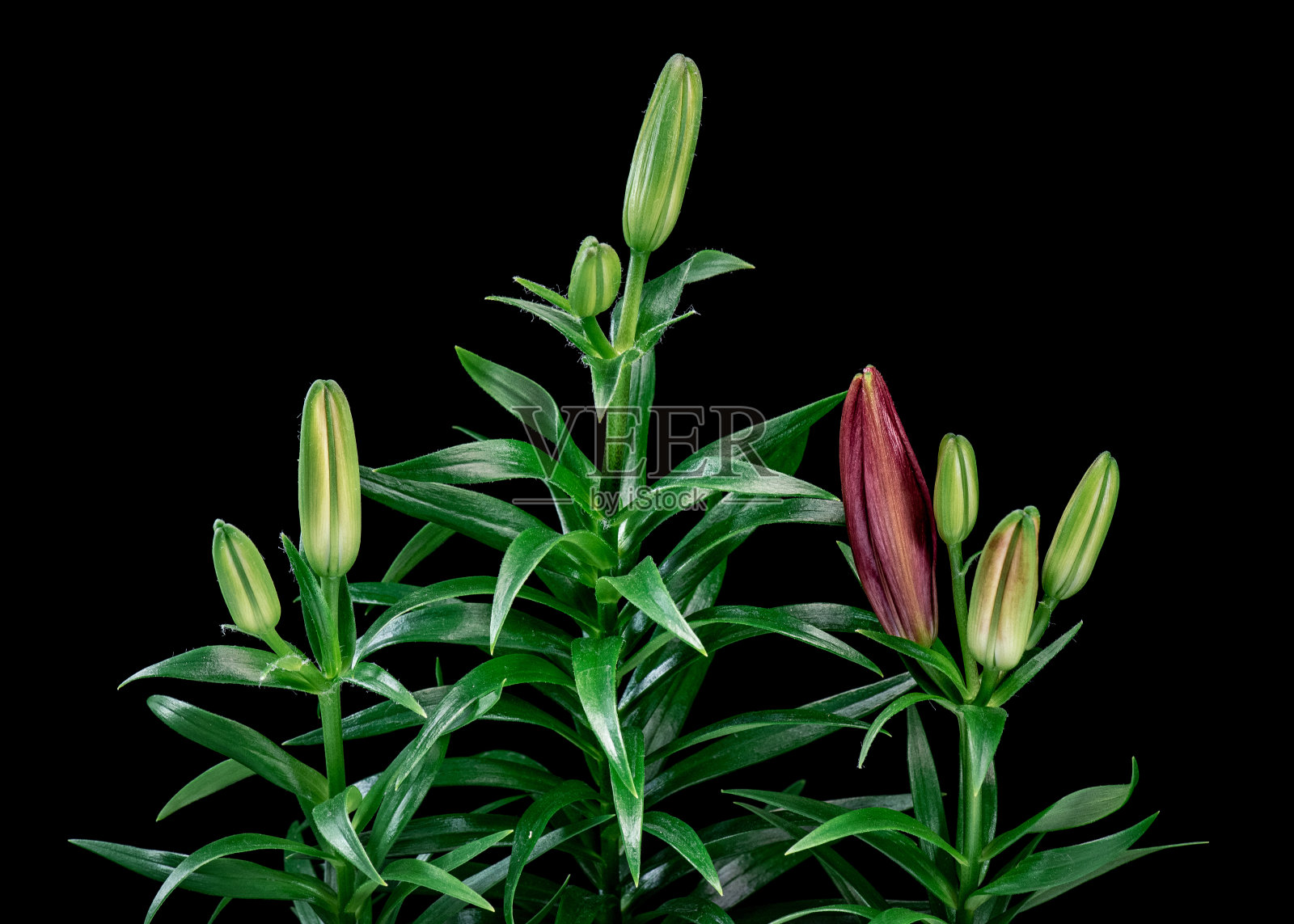 黑色百合花照片摄影图片