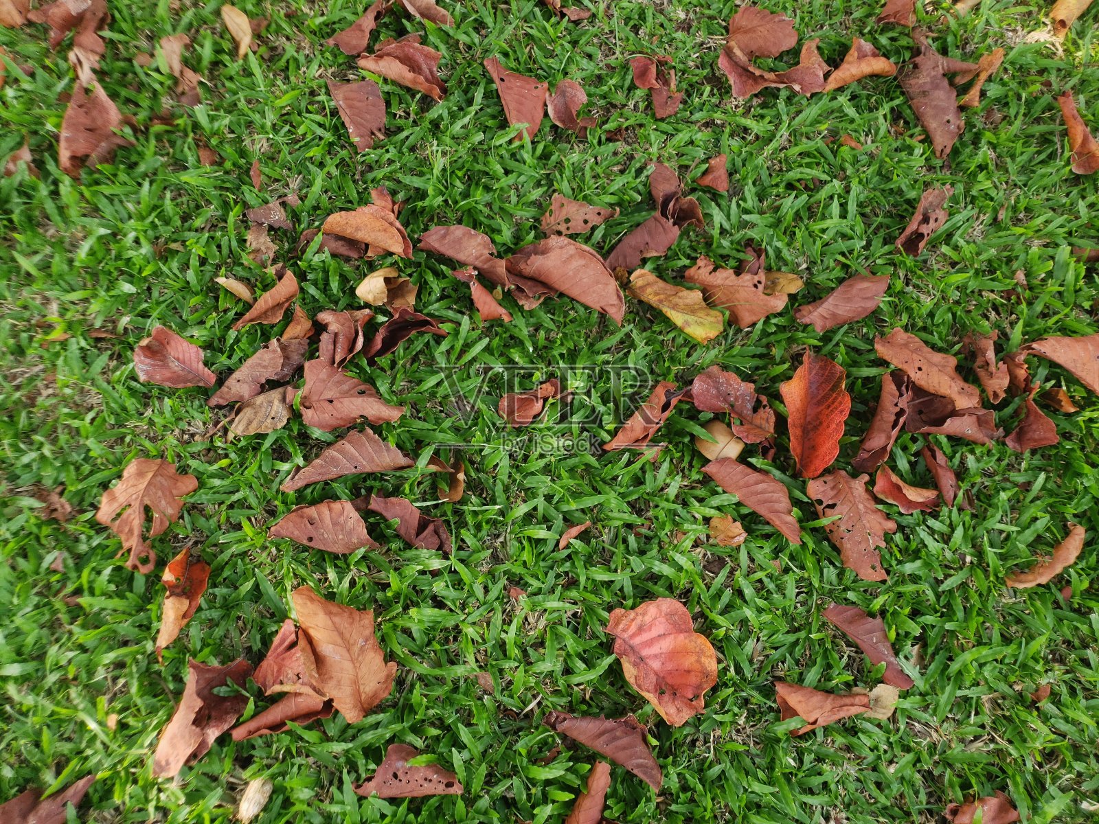 青草上的枯叶。照片摄影图片