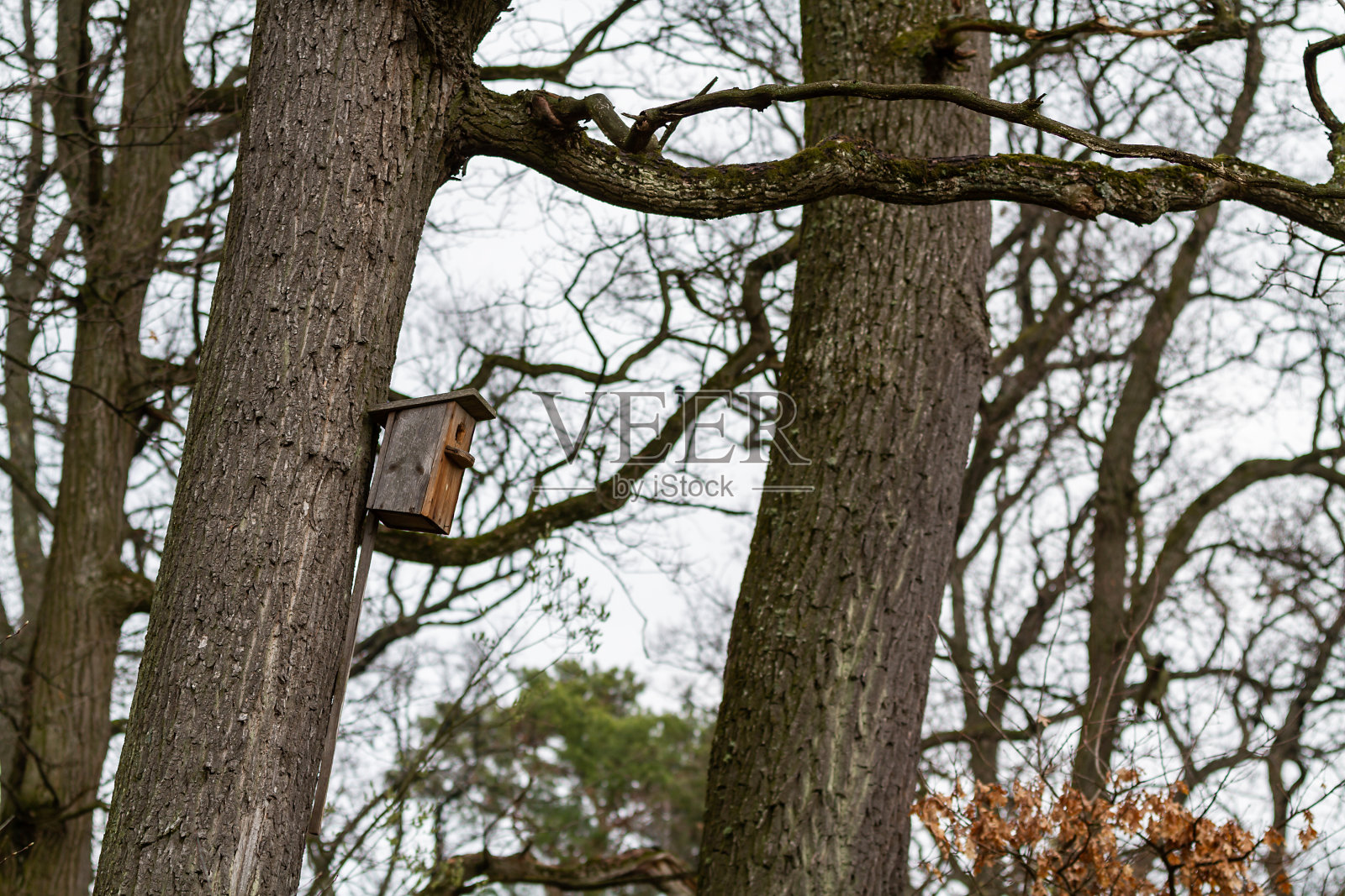 喂鸟类照片摄影图片
