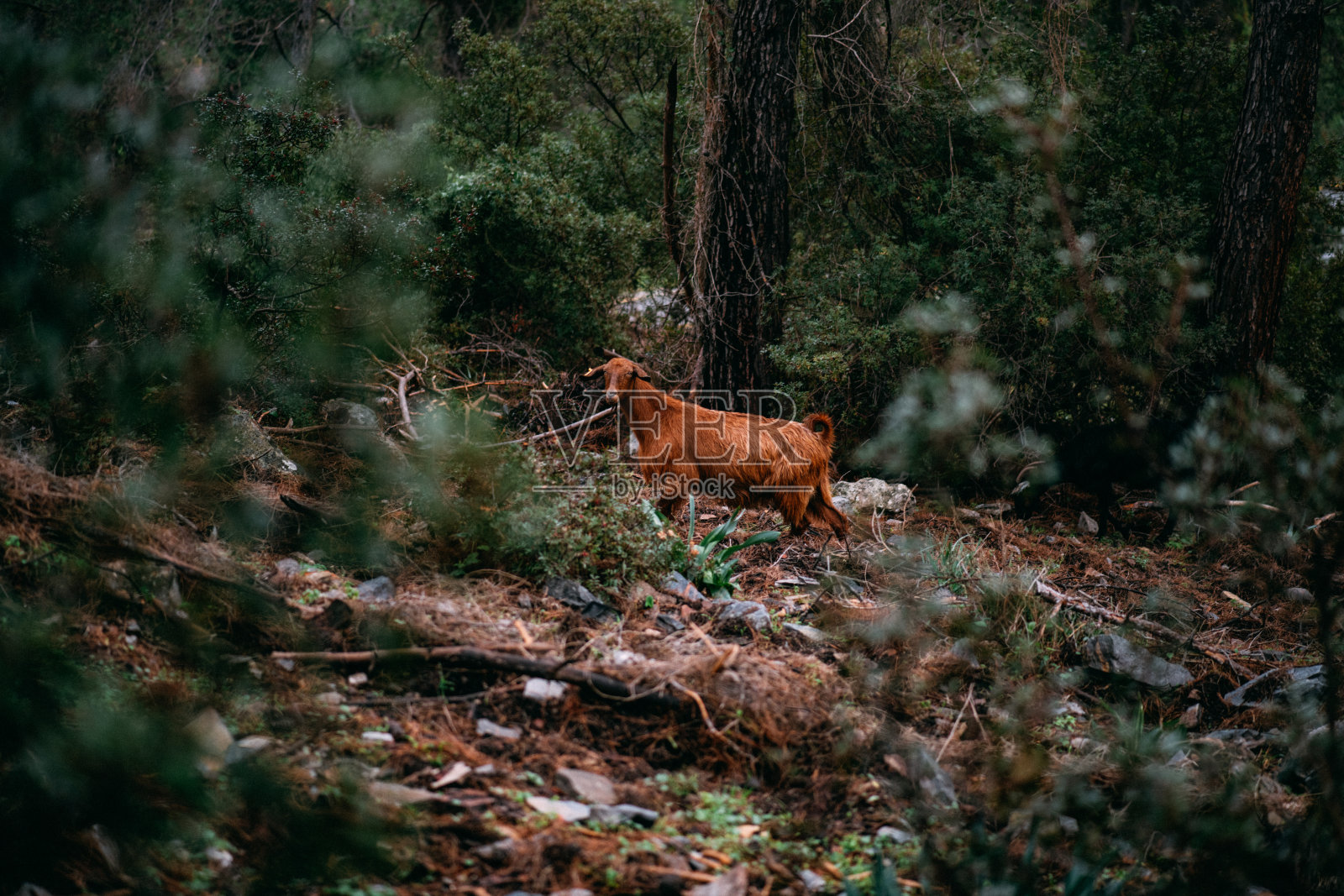 森林里的山羊照片摄影图片