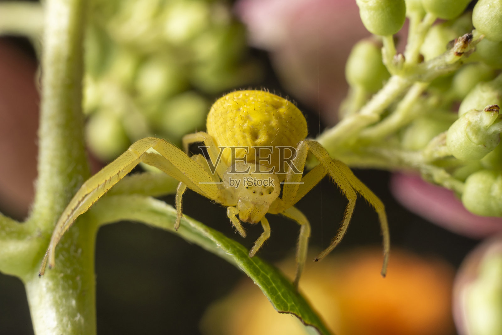 黄花蟹蛛(Misumena vatia)照片摄影图片