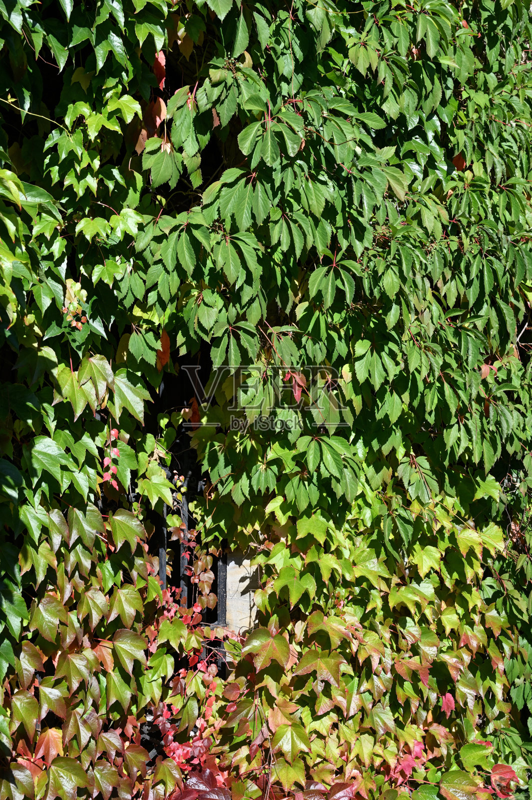 他来了照片摄影图片