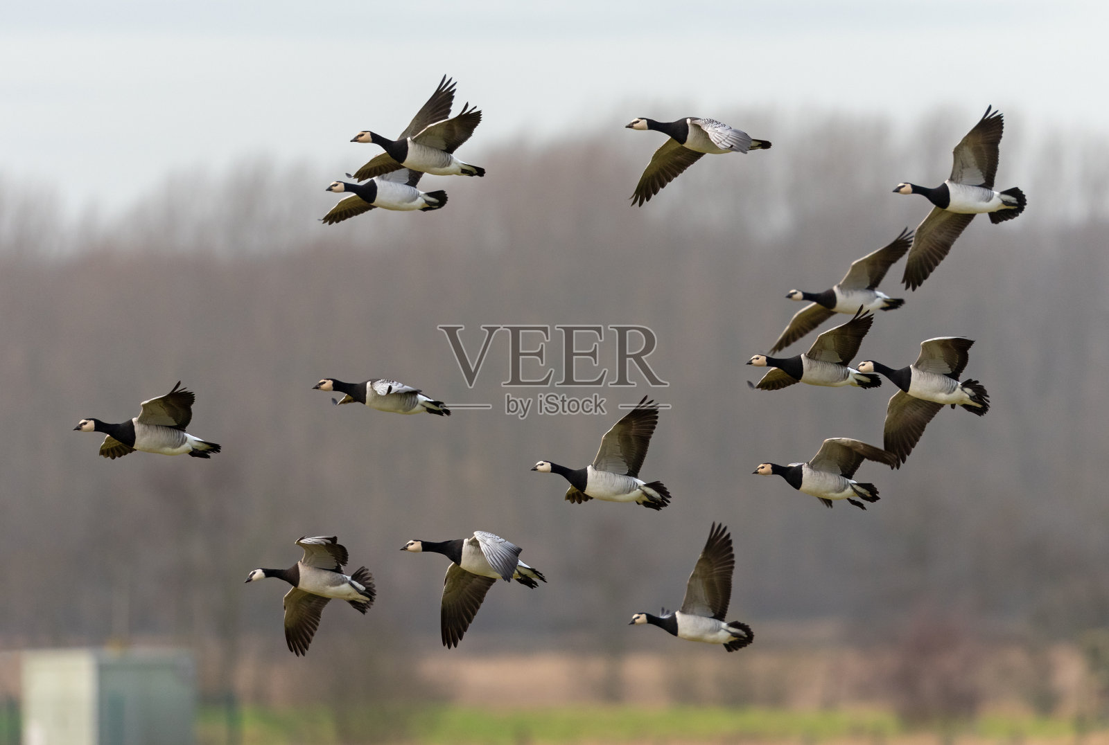 藤壶飞鹅照片摄影图片