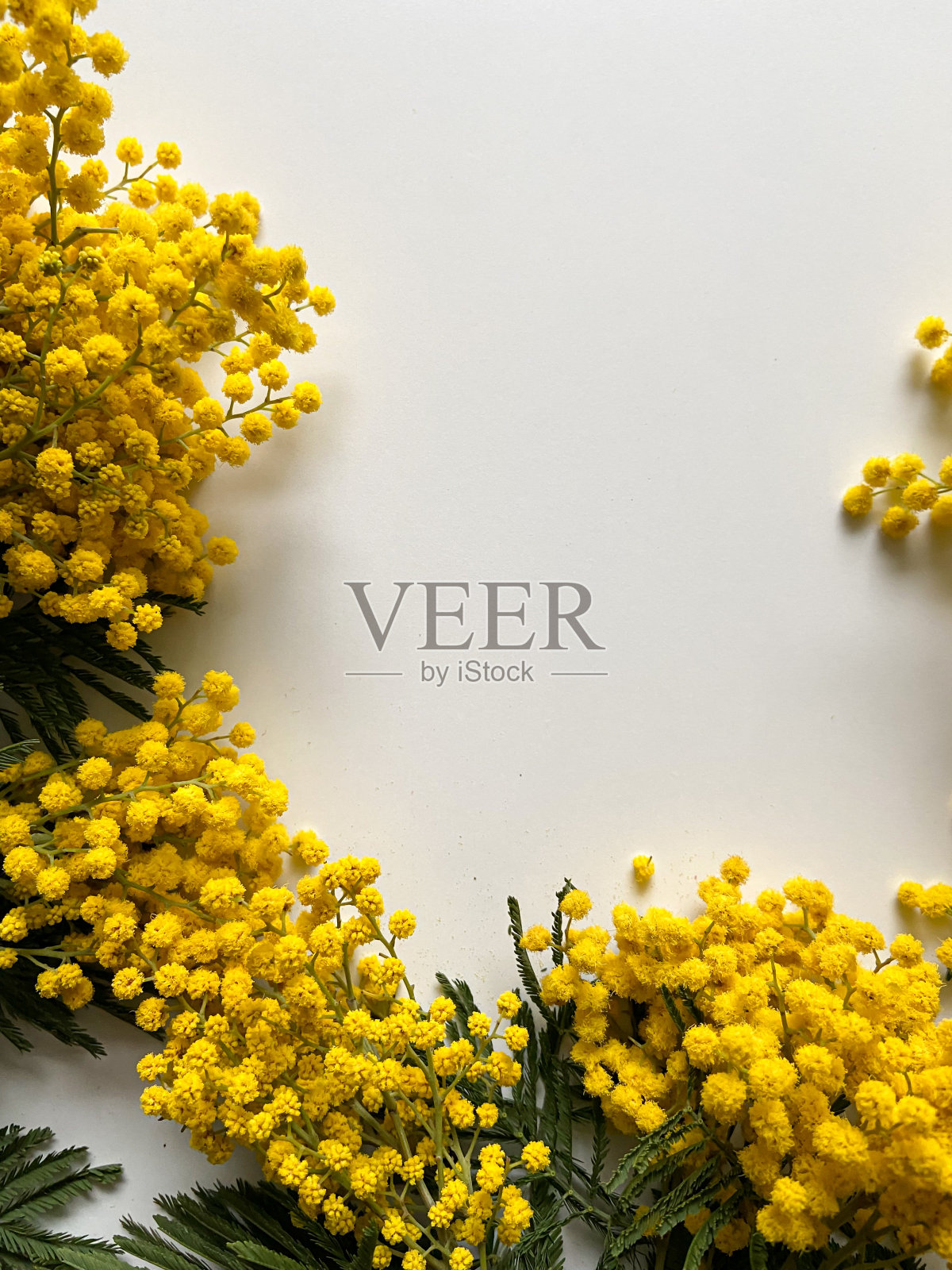 含羞草花在一个浅的背景与地方文本照片摄影图片