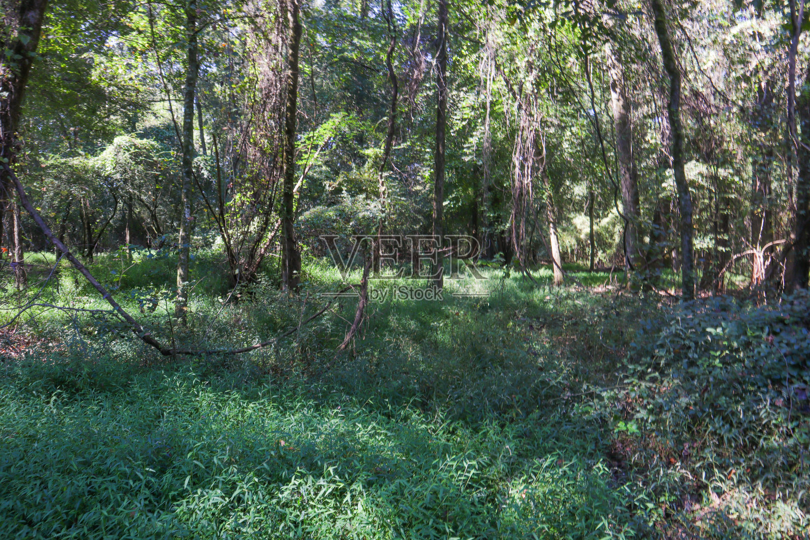 深Ocmulgee森林照片摄影图片