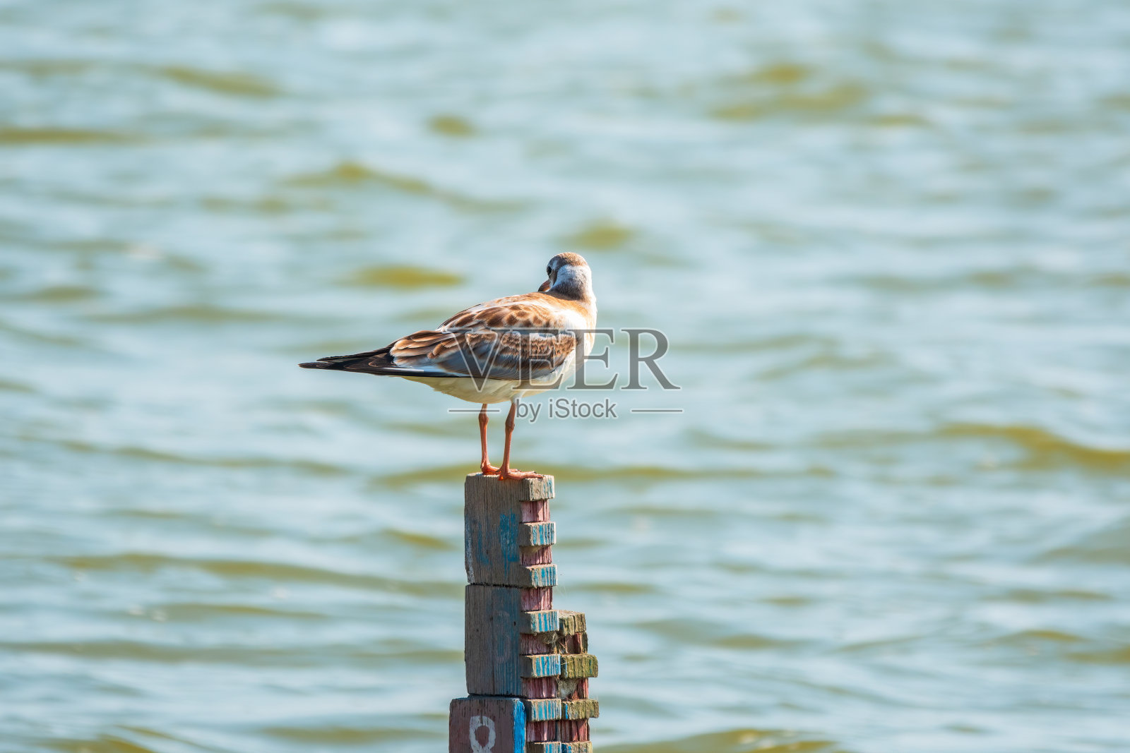 雏鸟，黑头鸥。蓝头藻，坐落在湖岸照片摄影图片