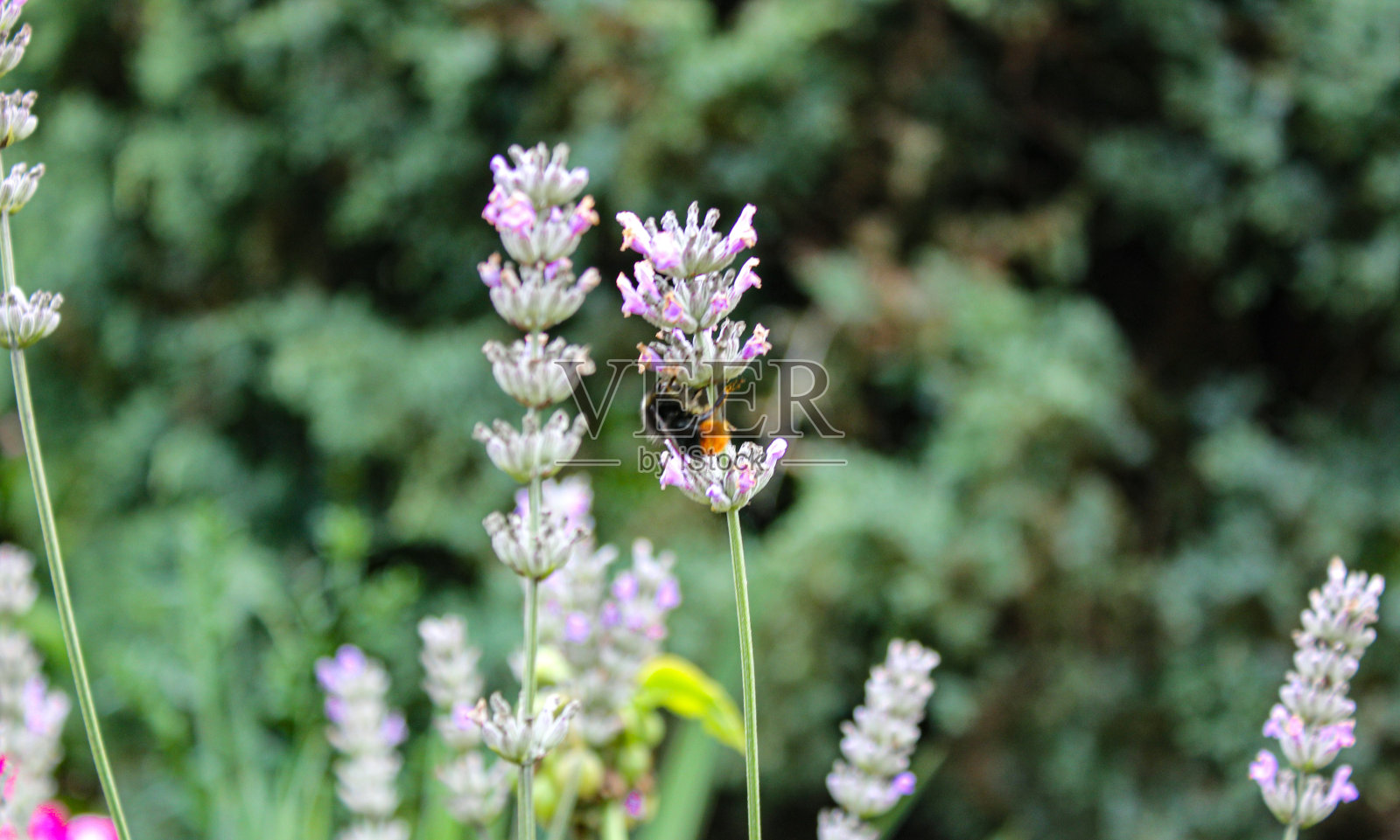 蜜蜂和大黄蜂正在寻找花蜜照片摄影图片
