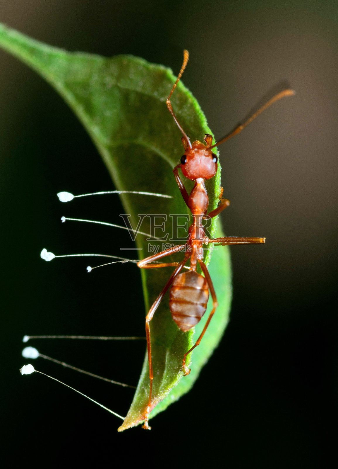 蚂蚁爬绿叶与真菌-动物行为。照片摄影图片