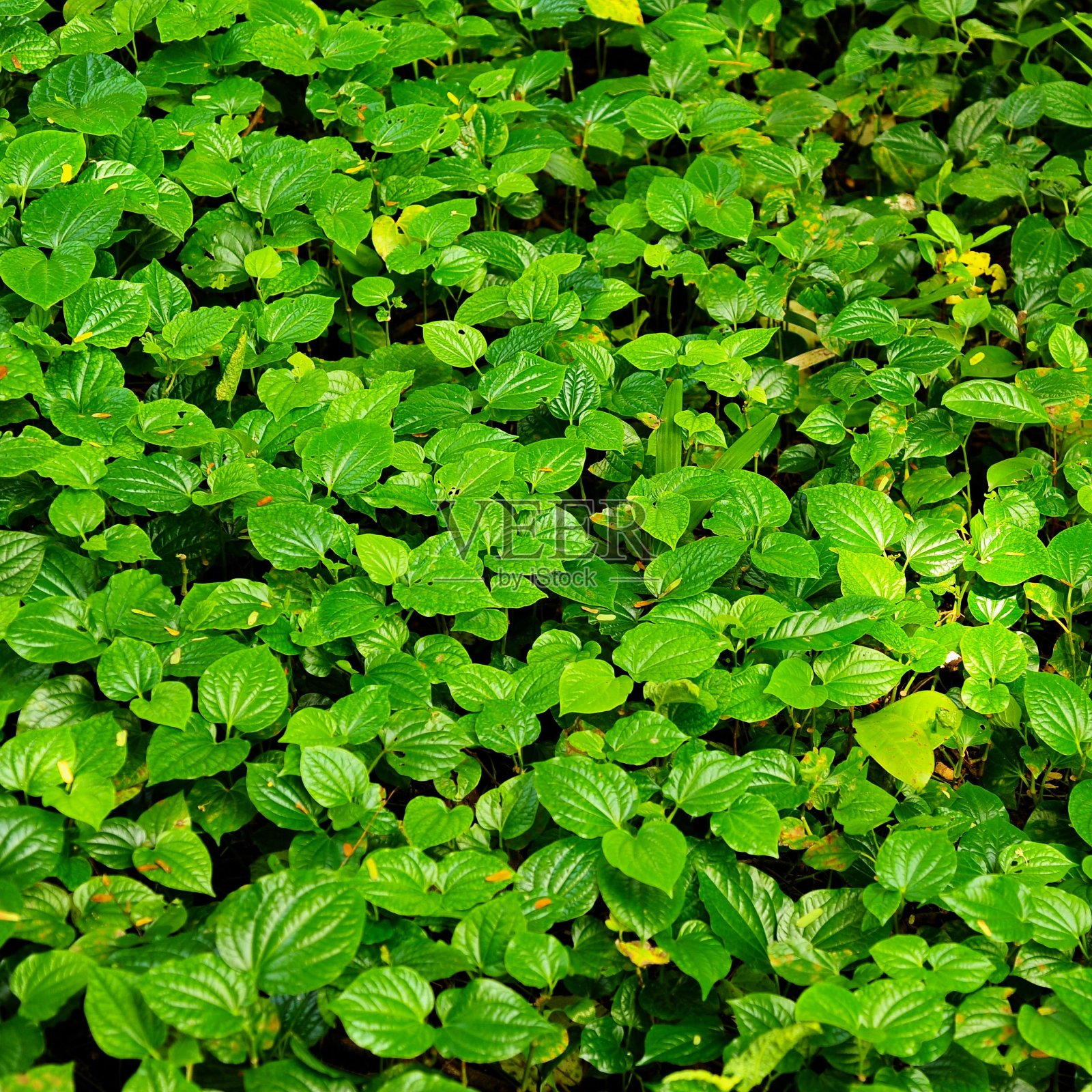 野胡椒(胡椒)照片摄影图片