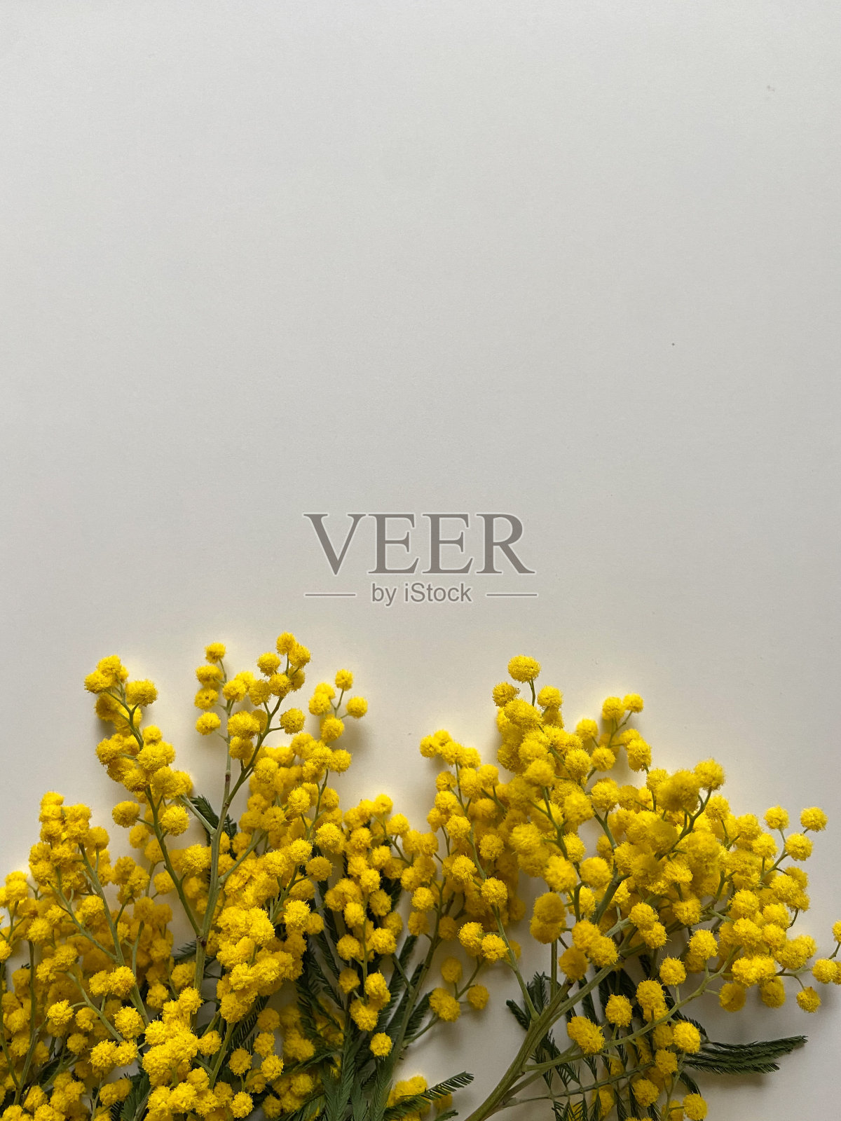 含羞草花在一个浅的背景与地方文本照片摄影图片