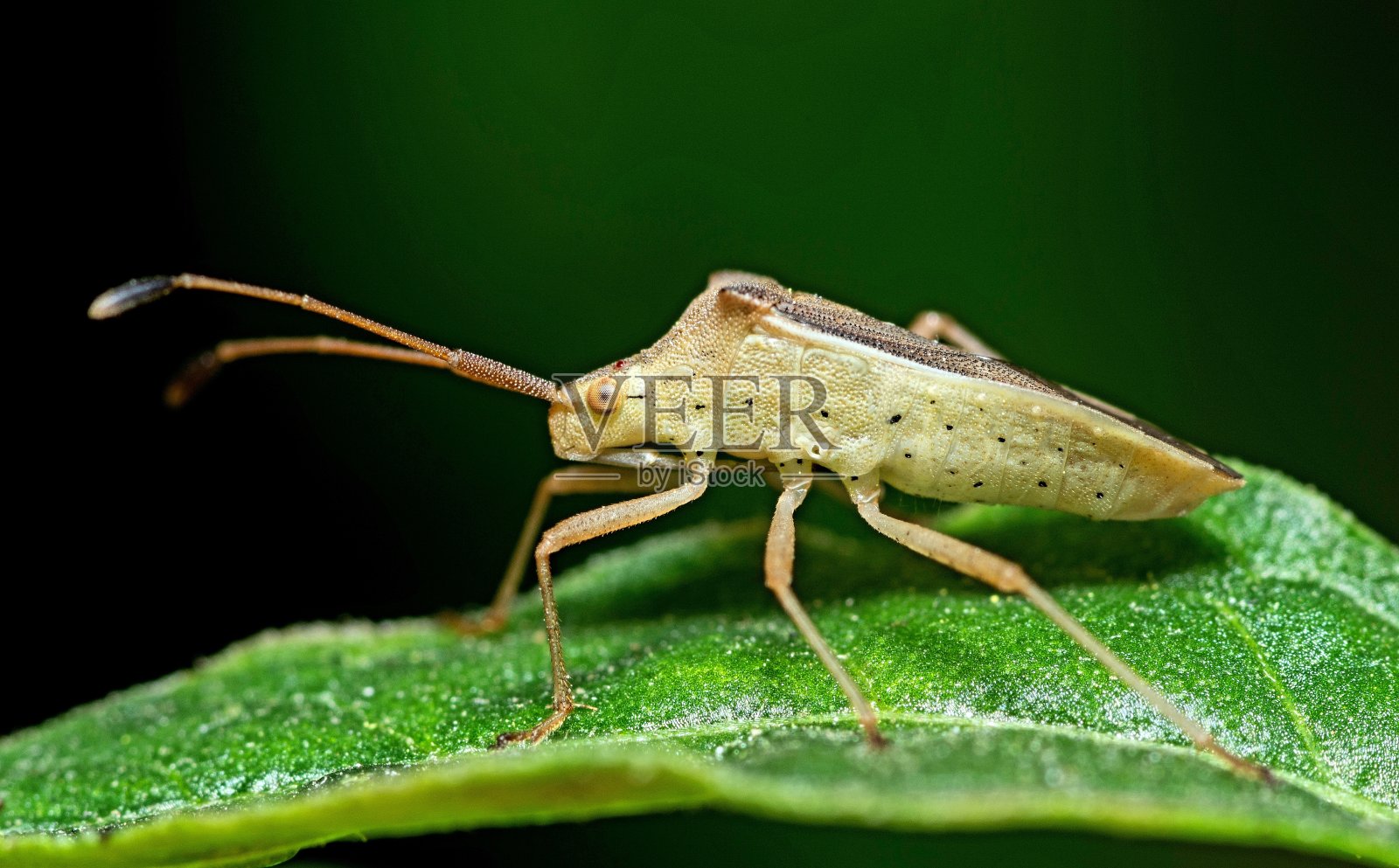 绿色叶子上的昆虫。照片摄影图片