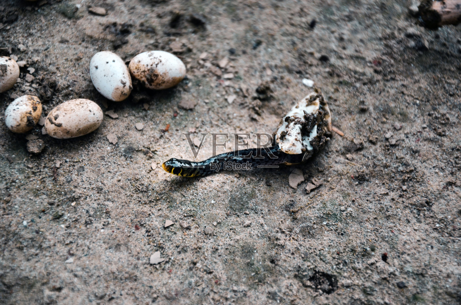 从卵中孵化出的剧毒的蛇。剧毒的蛇孵化和蛇头从蛋里出来的特写。黑蛇在新生儿后爬行照片摄影图片