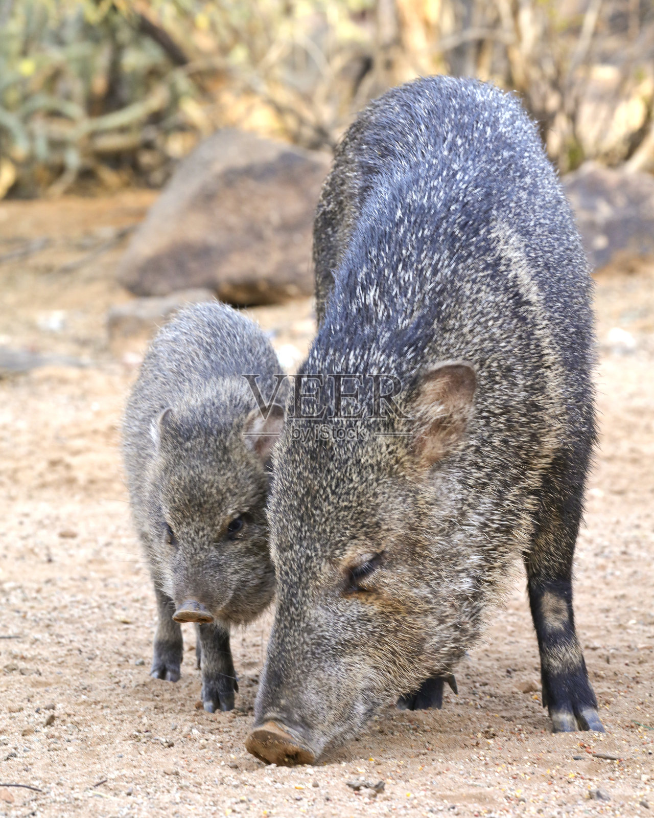 宝贝和爸爸javelina照片摄影图片