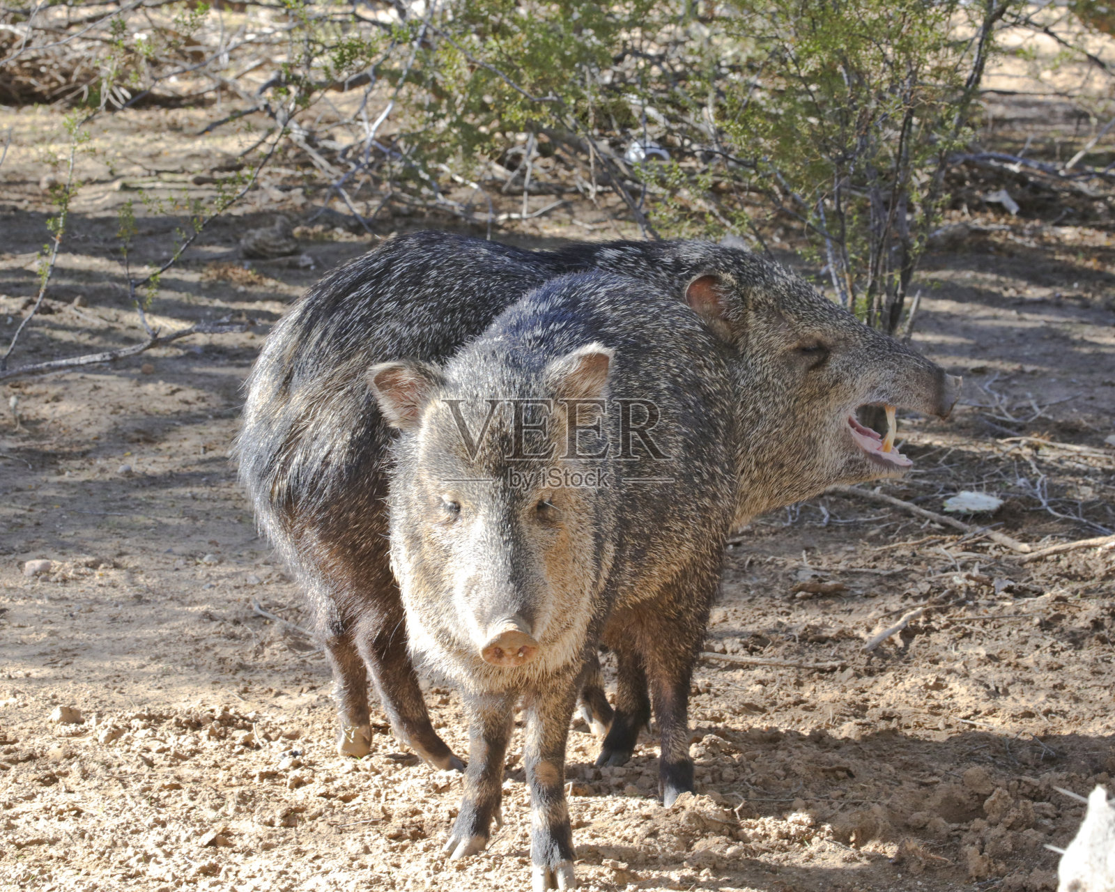 两个野猪。一个哈欠。照片摄影图片