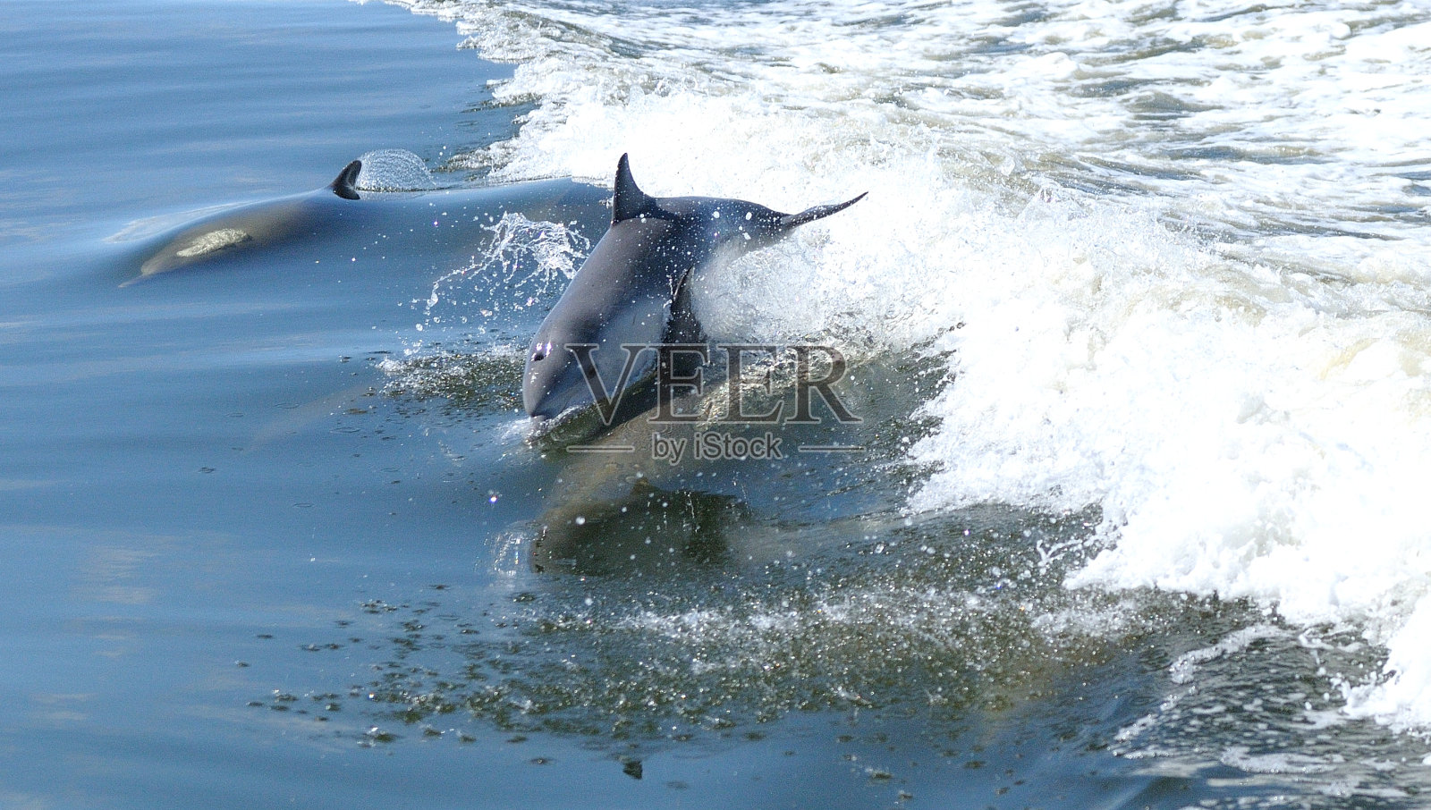 海豚照片摄影图片