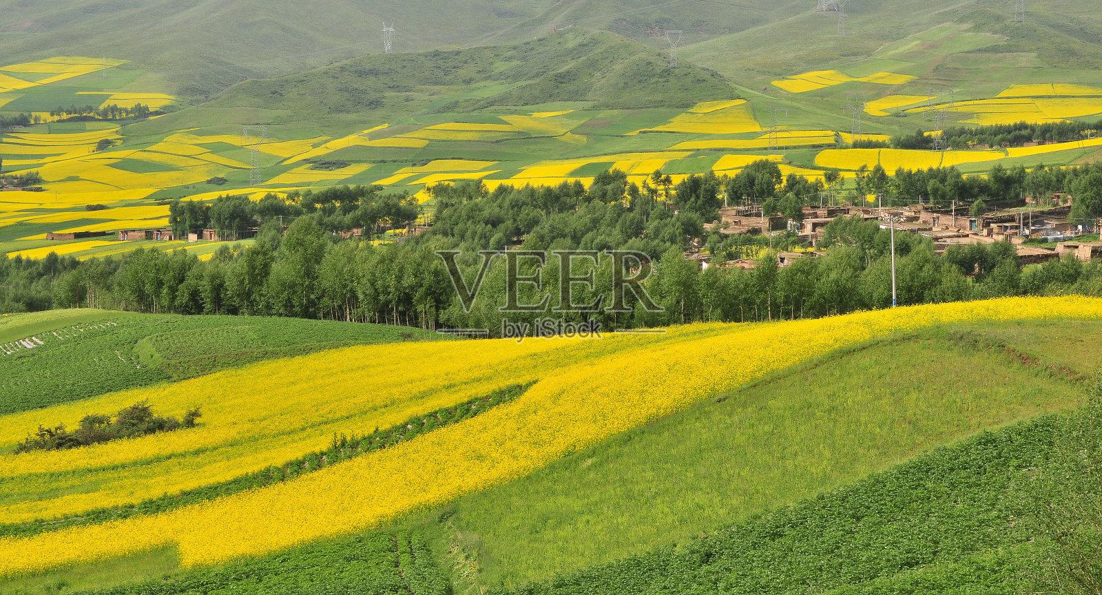 中国青海省文渊市油菜田照片摄影图片