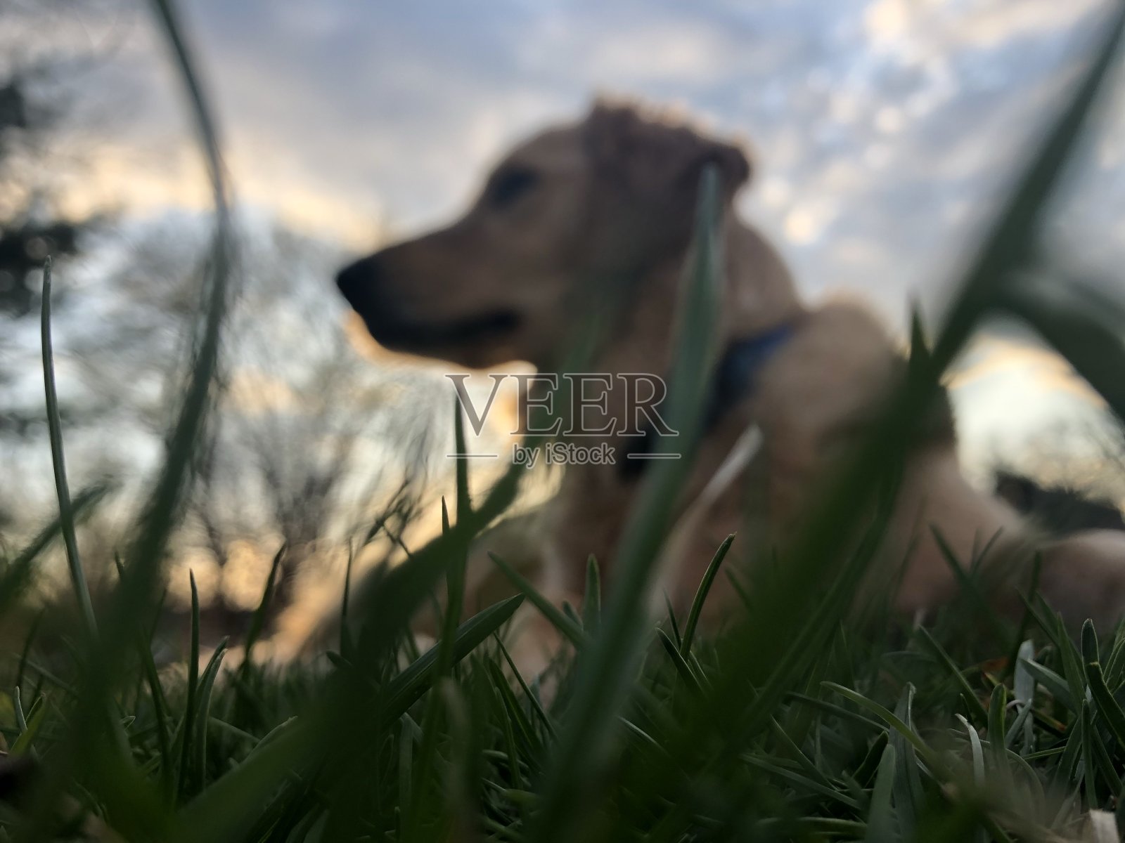 草丛中的狗照片摄影图片