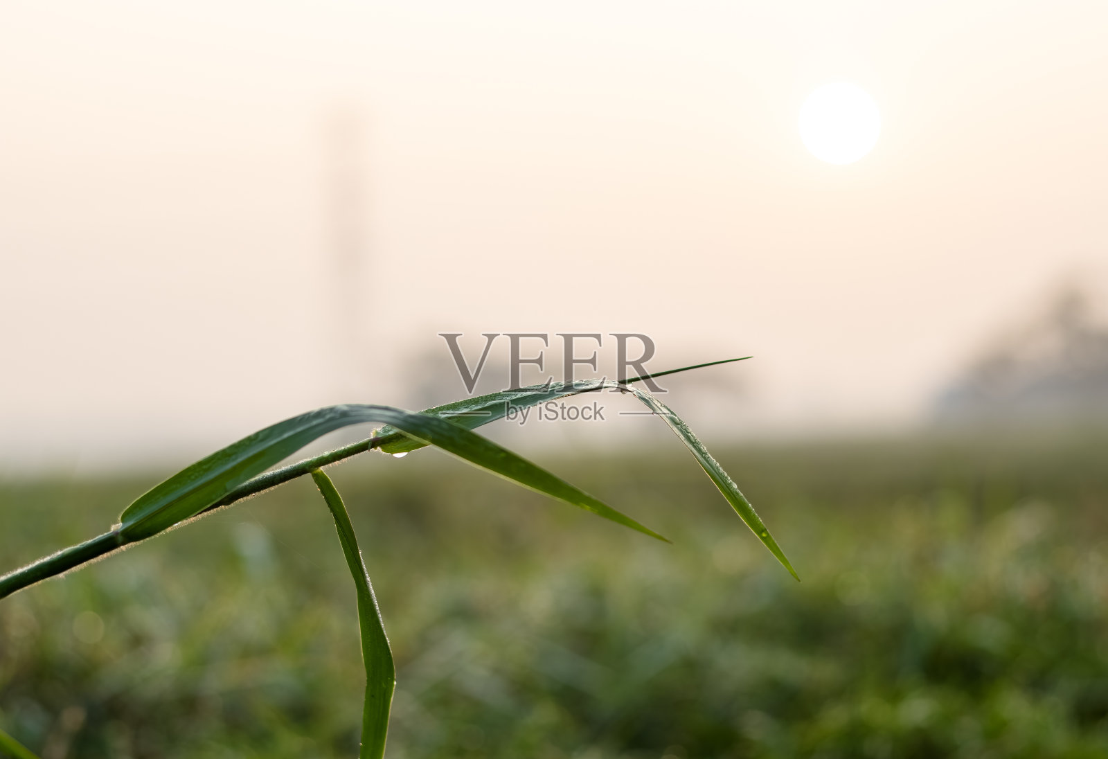 初冬清晨带露珠的野叶，田深浅照片摄影图片