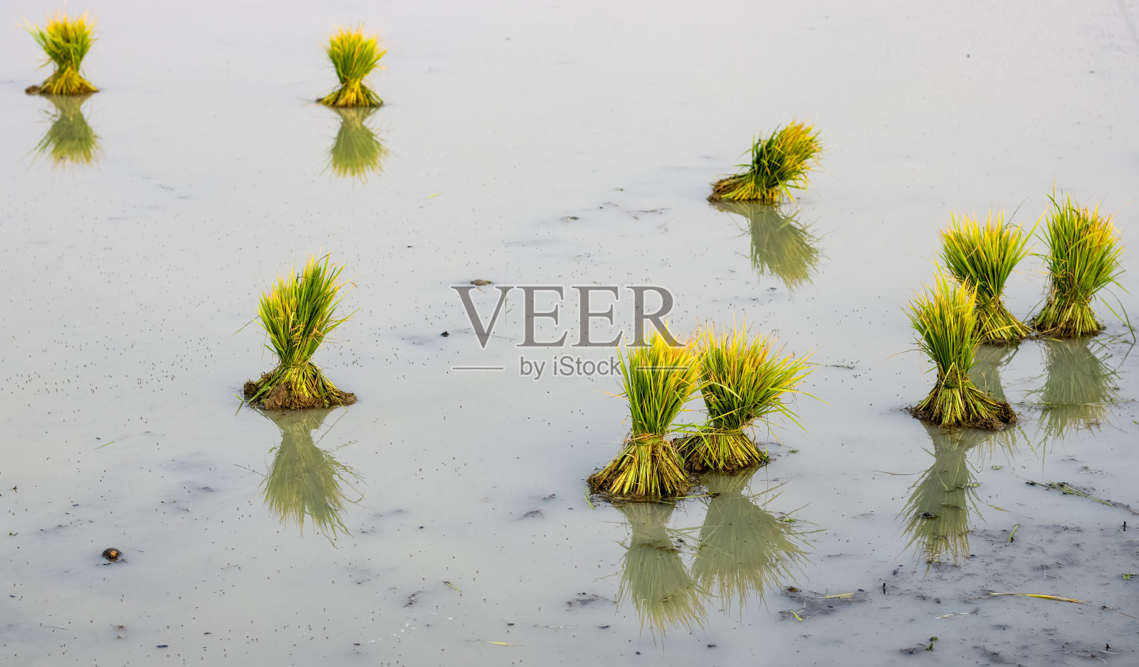 散落在泥泞农田上的稻田，为种植做准备照片摄影图片