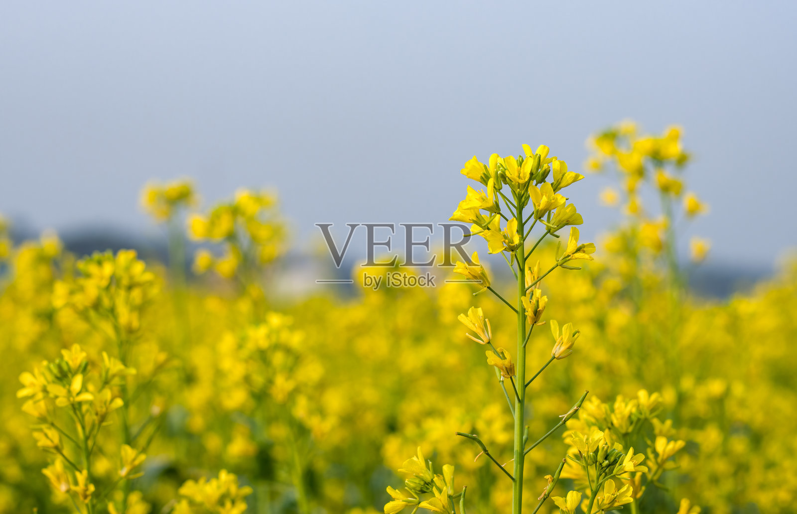 在雾蒙蒙的天空下，农田里的芥菜花的特写镜头照片摄影图片