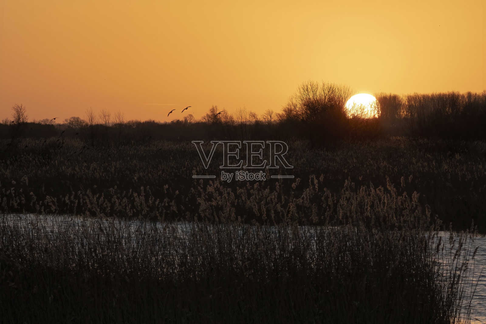太阳从秋天的树木上升起照片摄影图片